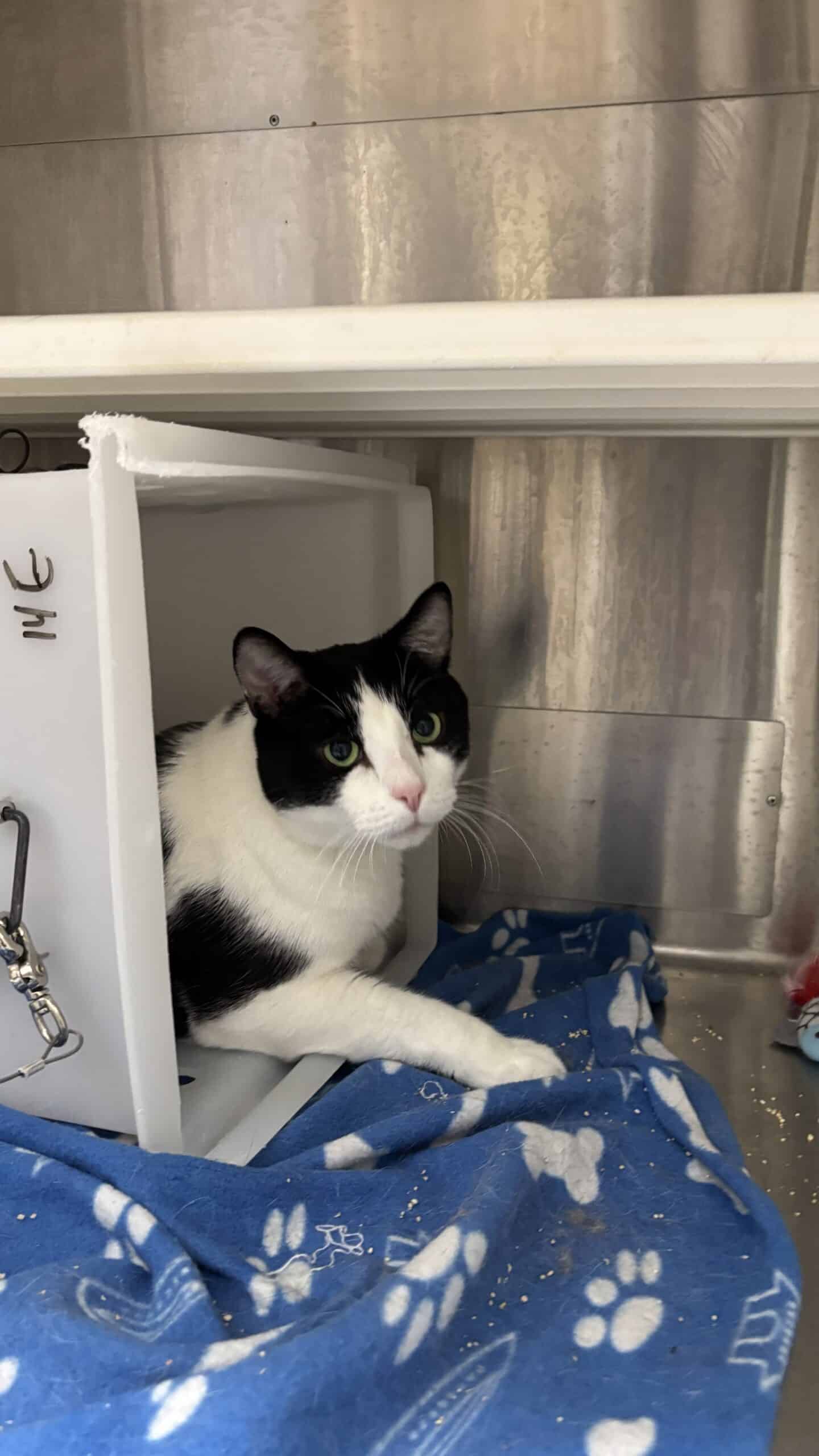 Timalin - Domestic Short Hair available for adoption