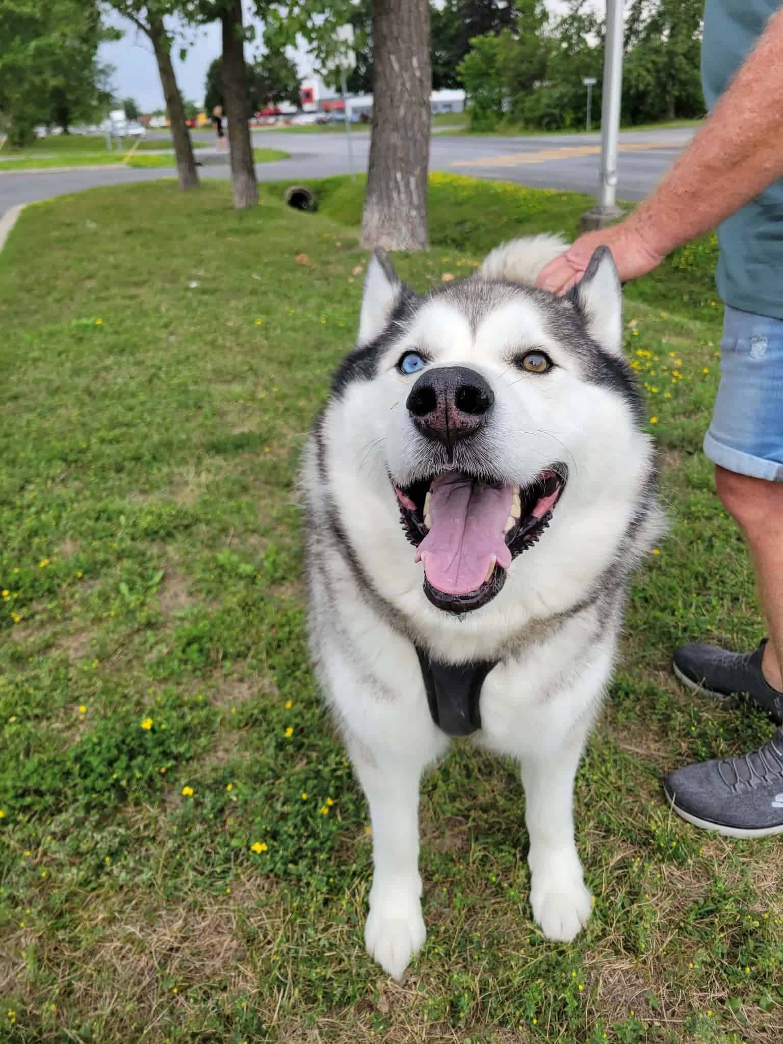 Raffy - Akita Mix available for adoption at Proanima in Boucherville