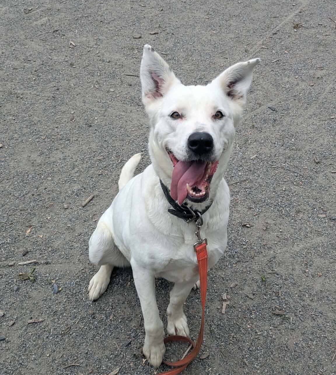 Princesse - Mixed Breed available for adoption