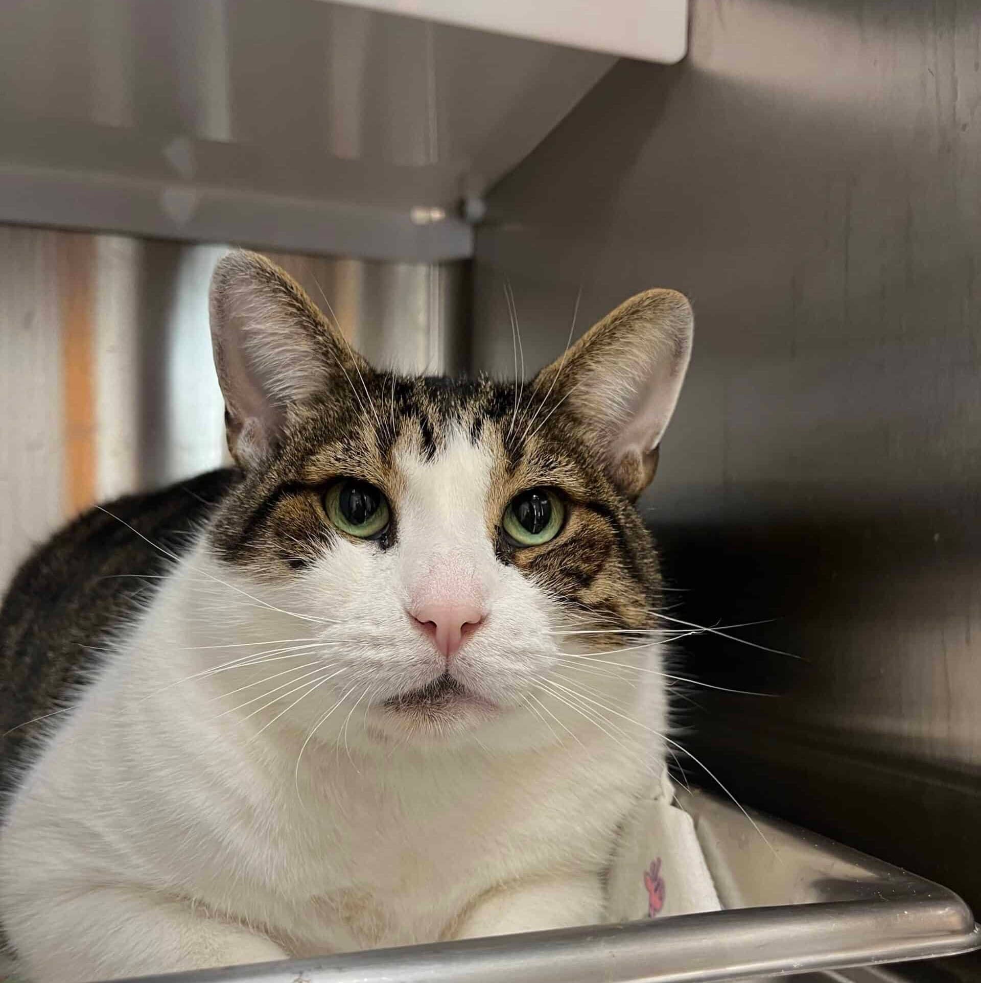 Totake - Domestic Short Hair cat available for adoption in Quebec