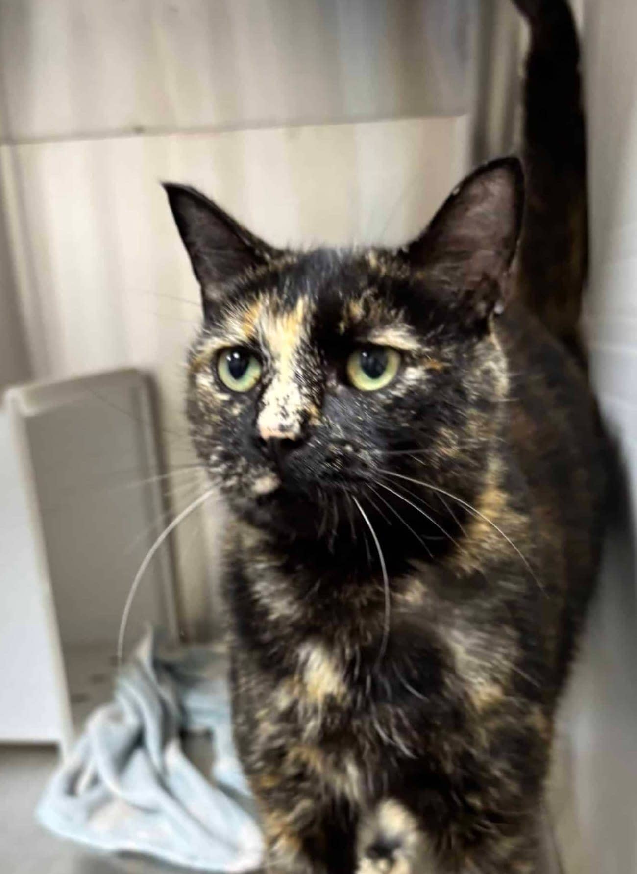 Plume - Domestic Short Hair available for adoption