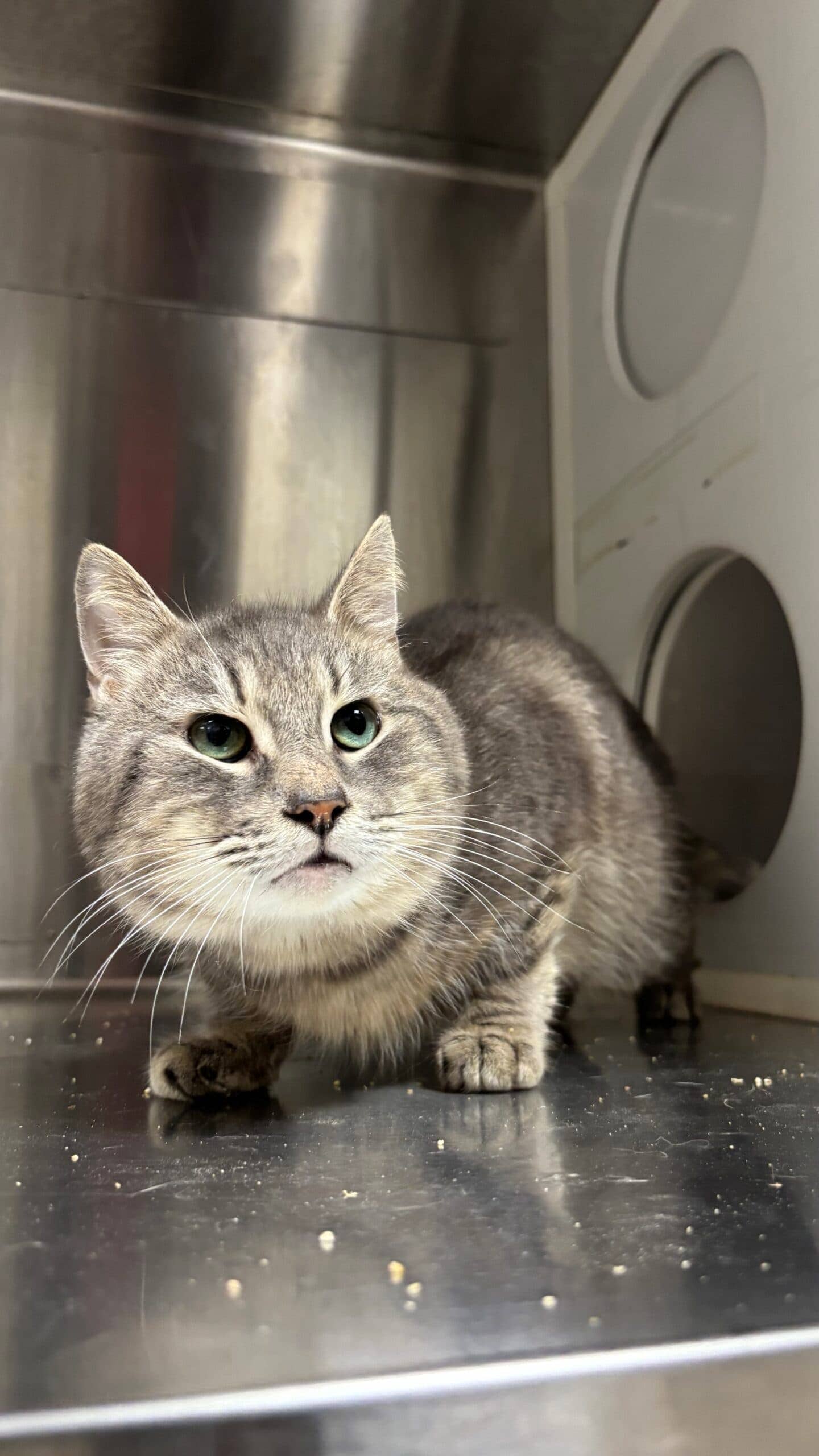 Krypton - Domestic Short Hair available for adoption