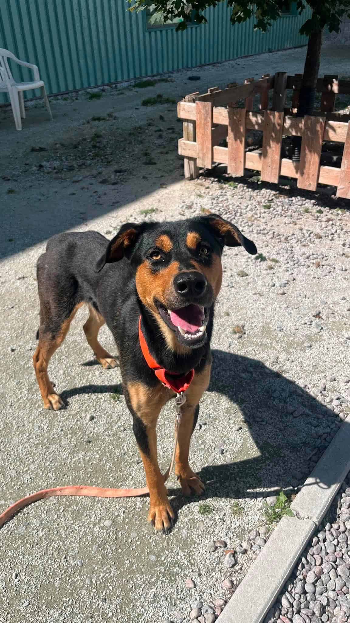 Bap - German Shepherd Mix available for adoption