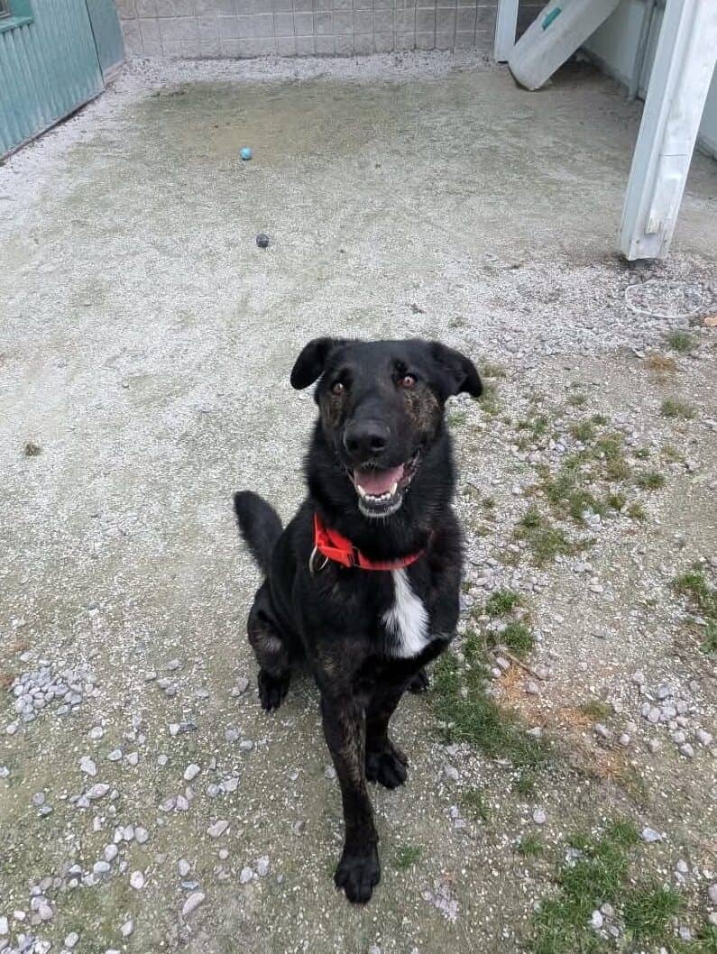 Hercule - Labrador Mix available for adoption at Proanima in Boucherville