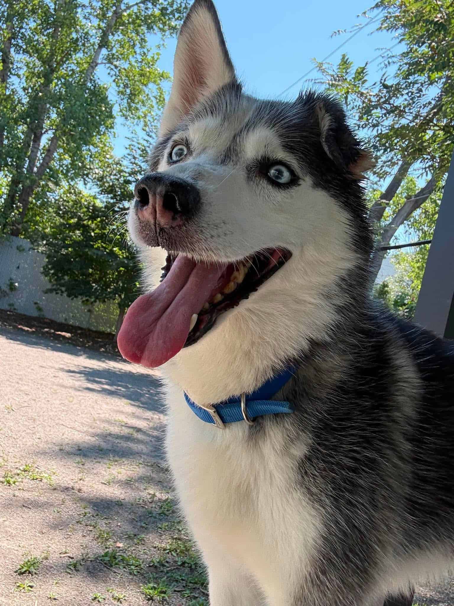Pepper - Husky available for adoption
