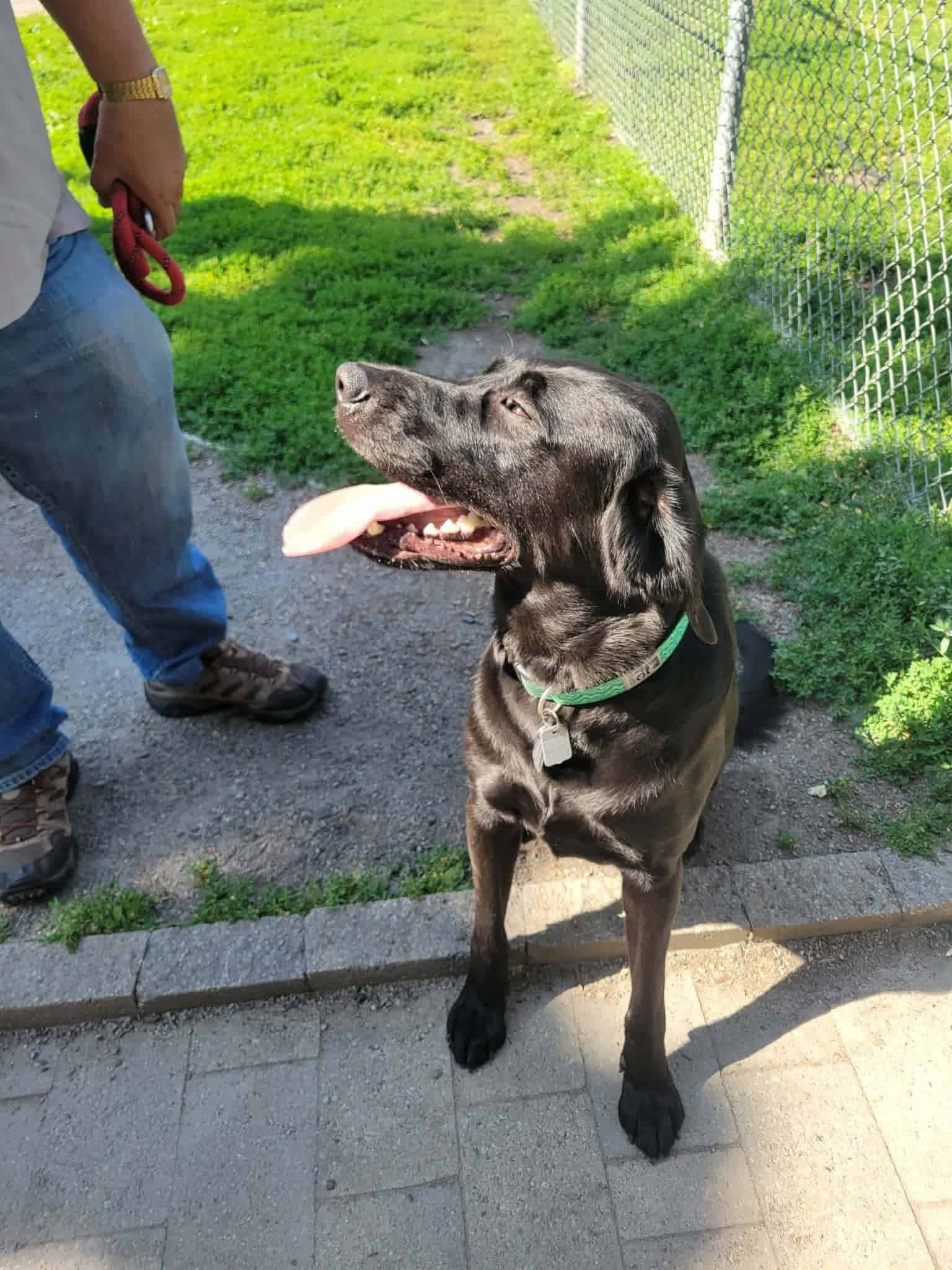 Suby - Labrador Mix available for adoption