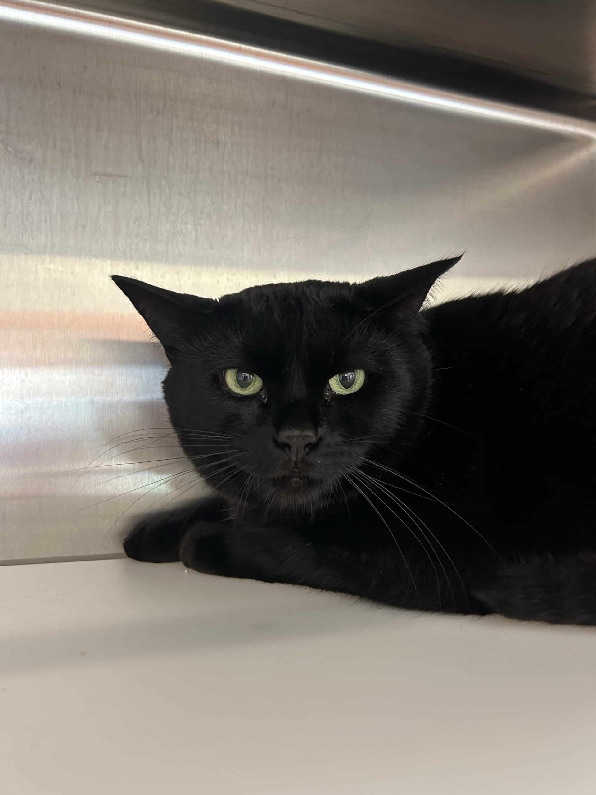 Charlina - Domestic Short Hair cat available for adoption at Proanima in Montreal