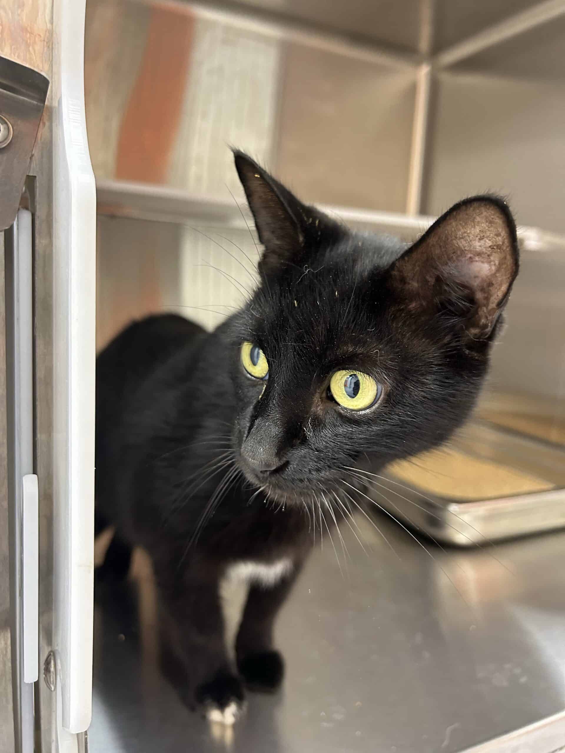 Mélina - Domestic Short Hair cat available for adoption at Proanima in Montreal