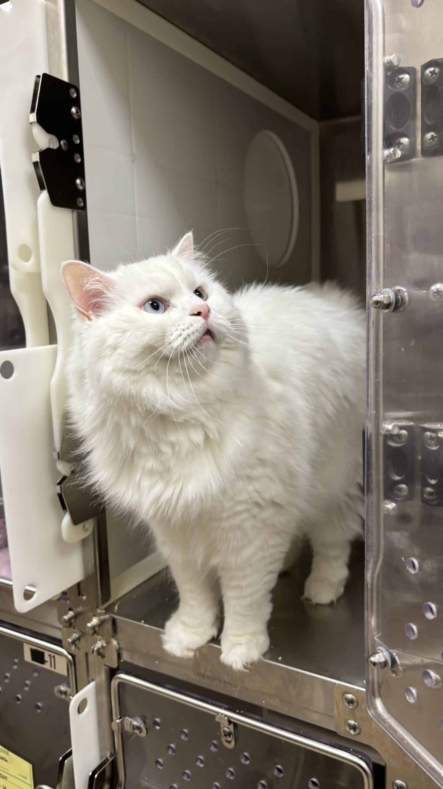 Tayliz - Domestic Short Hair available for adoption