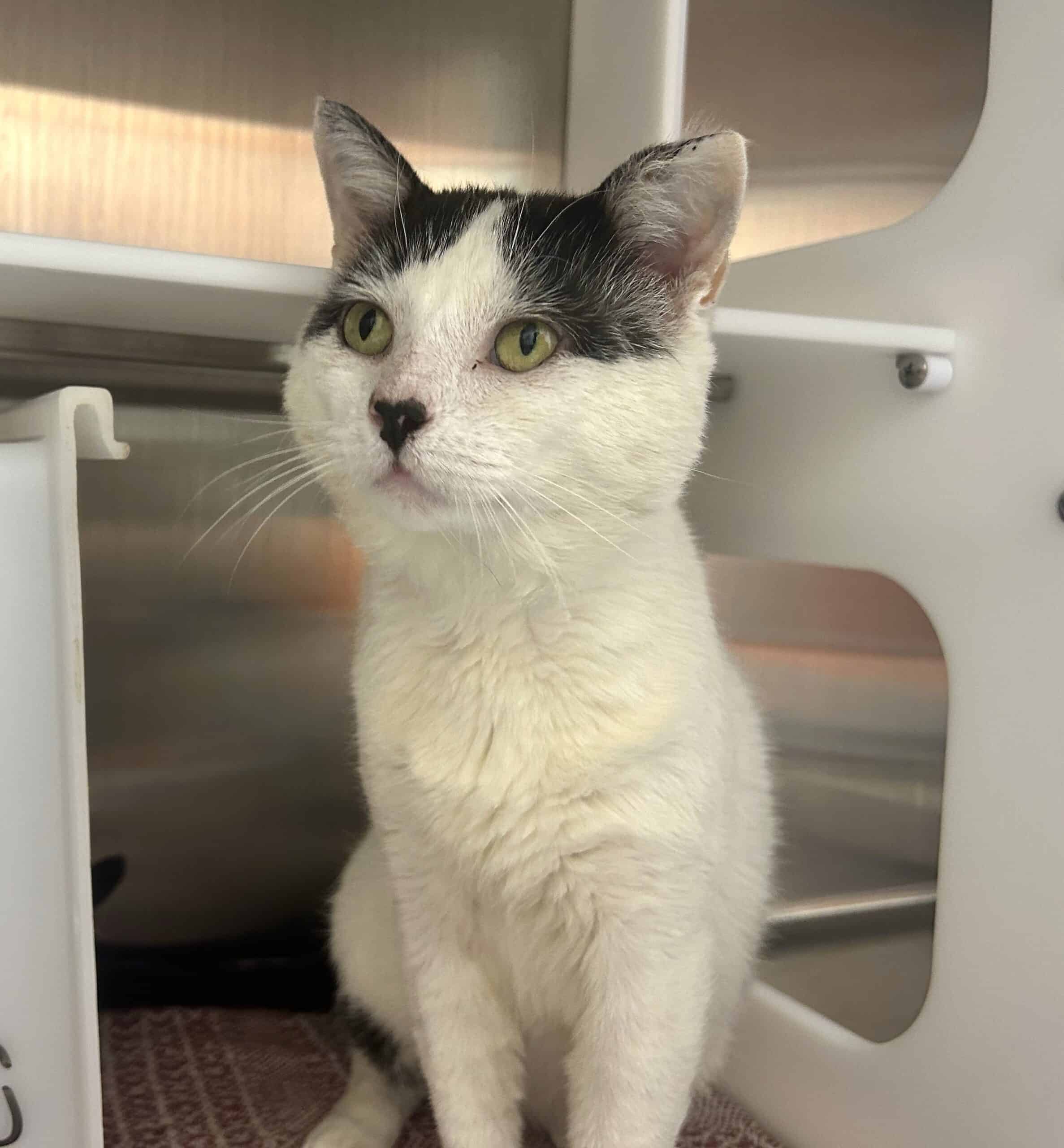 Snow - Domestic Short Hair cat available for adoption at Proanima in Montreal
