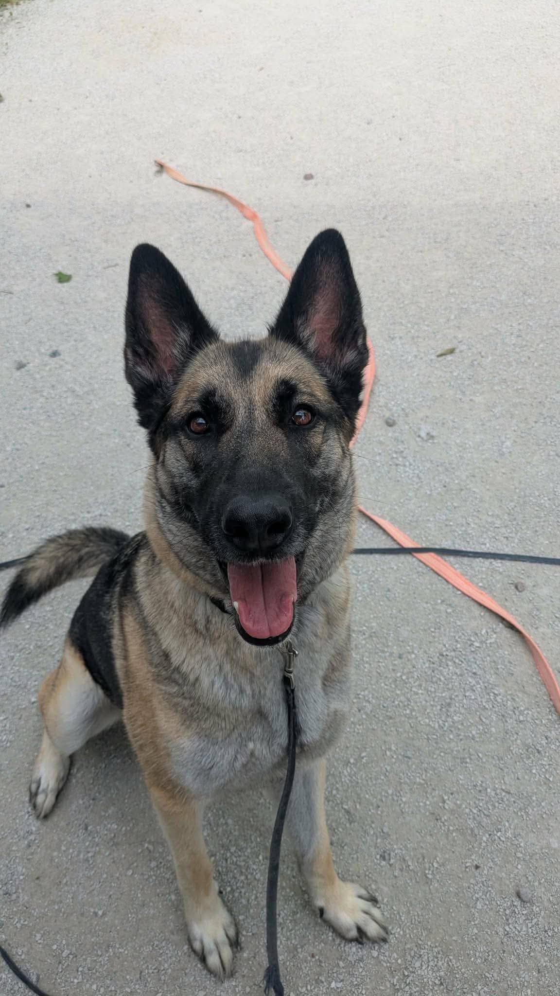 Luca - German Shepherd Mix available for adoption at Proanima in Boucherville