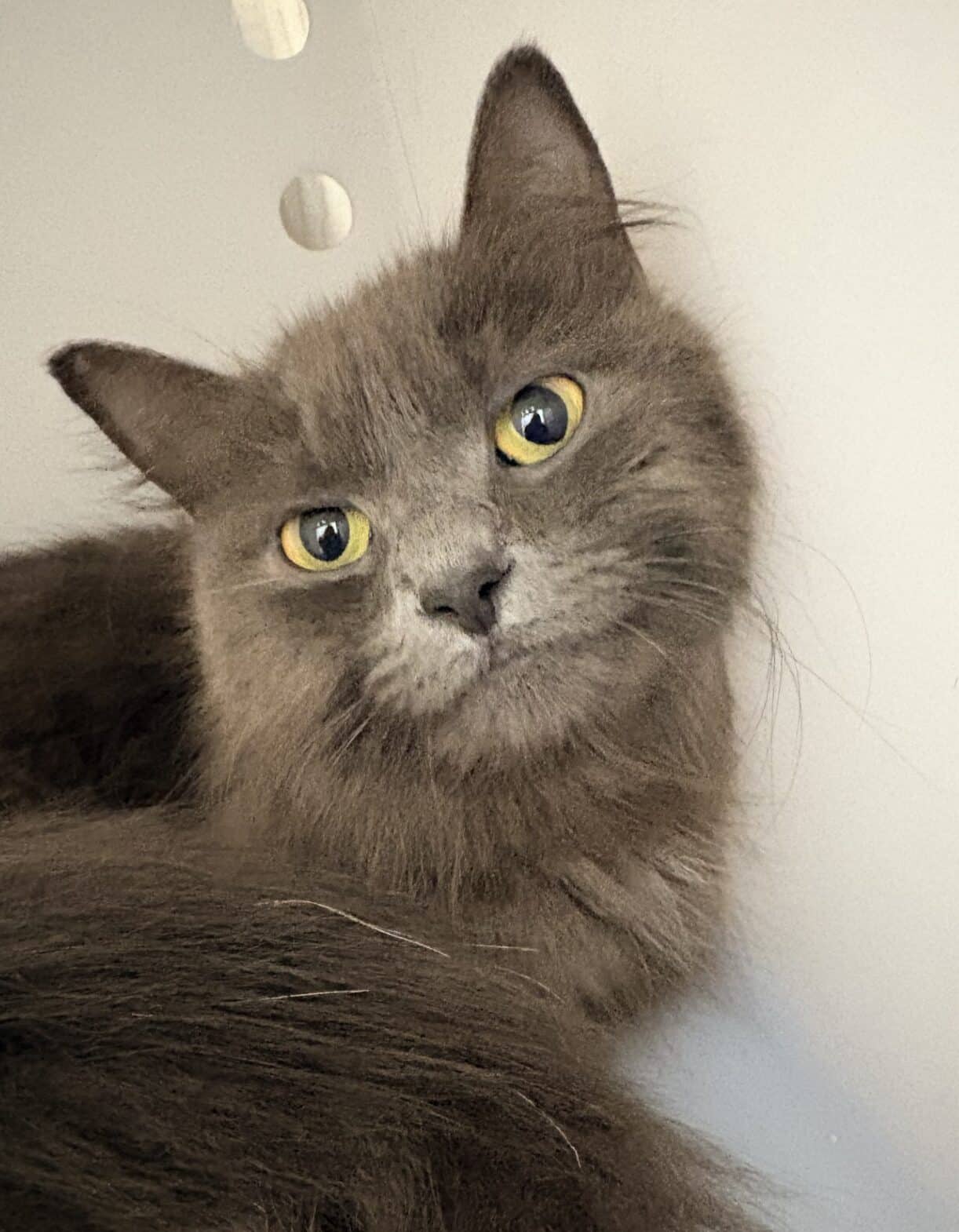Louna - Domestic Short Hair available for adoption