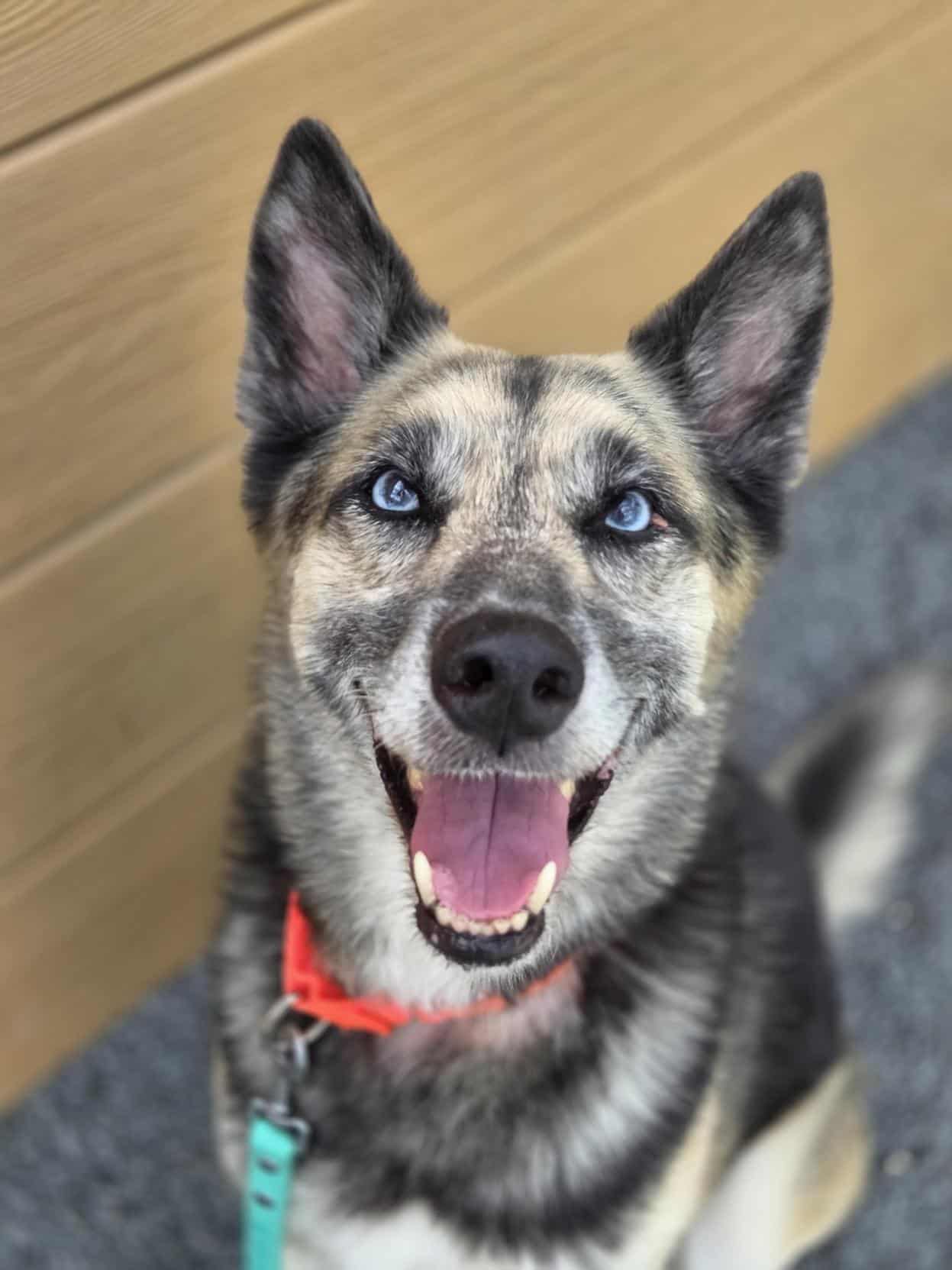 Bika - Mixed Breed available for adoption at Proanima in Montreal