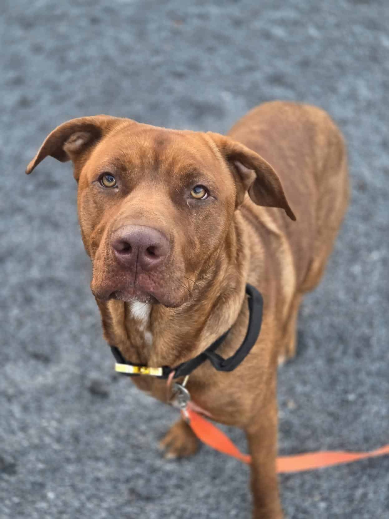 Stella - Mixed Breed available for adoption at Proanima in Montreal