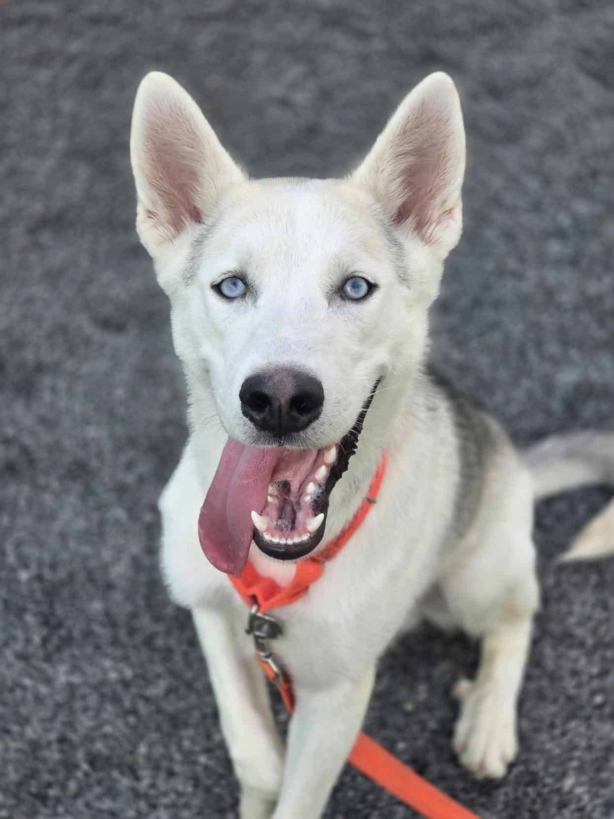 Sky - Young Male Husky Full Of Energy available for adoption in Quebec