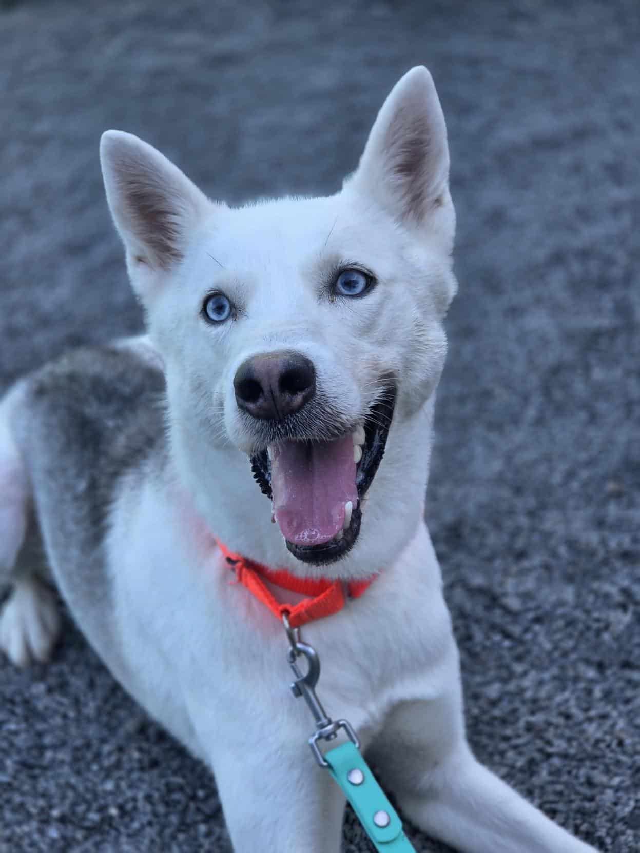Balto - Mixed Breed available for adoption at Proanima in Montreal
