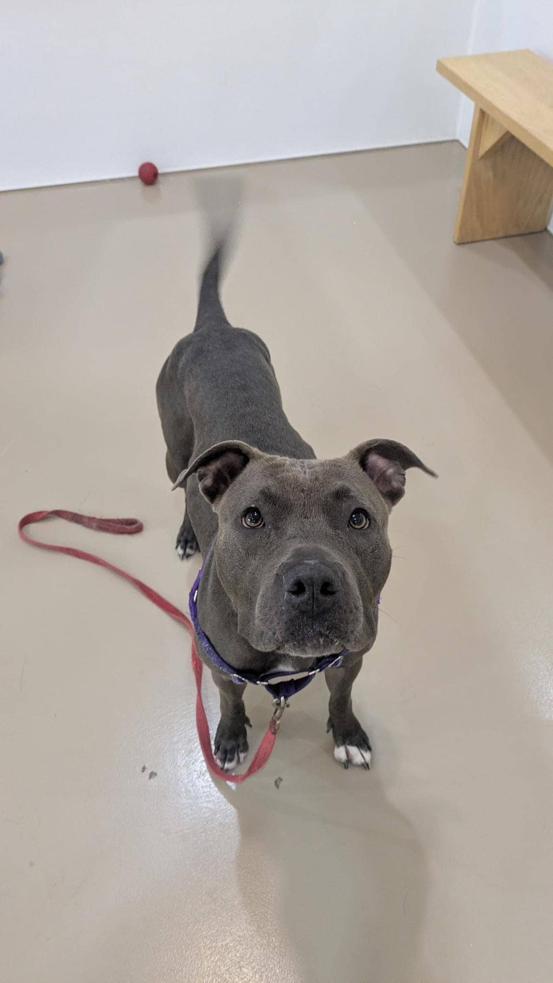 Wonder Woofman - Mixed Breed available for adoption at Proanima in Boucherville