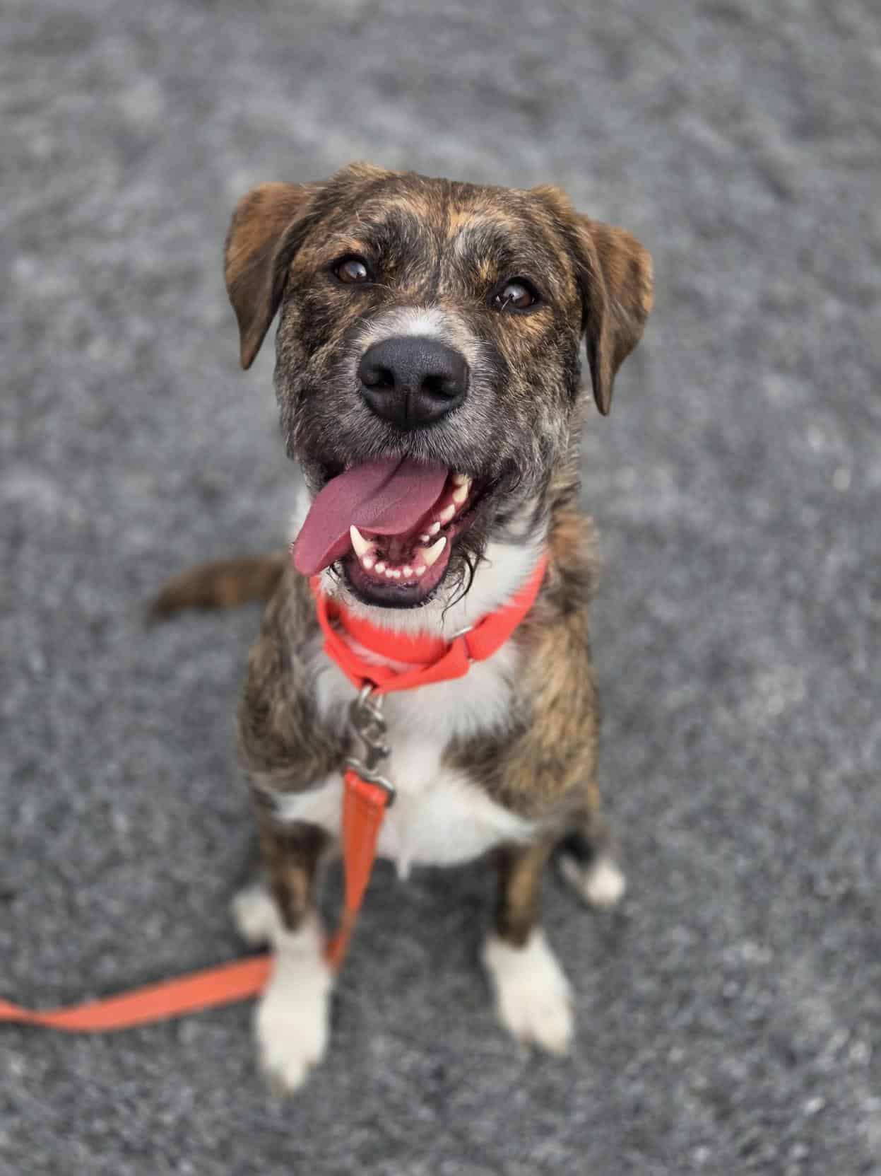 Sweety - Mixed Breed available for adoption at Proanima in Montreal