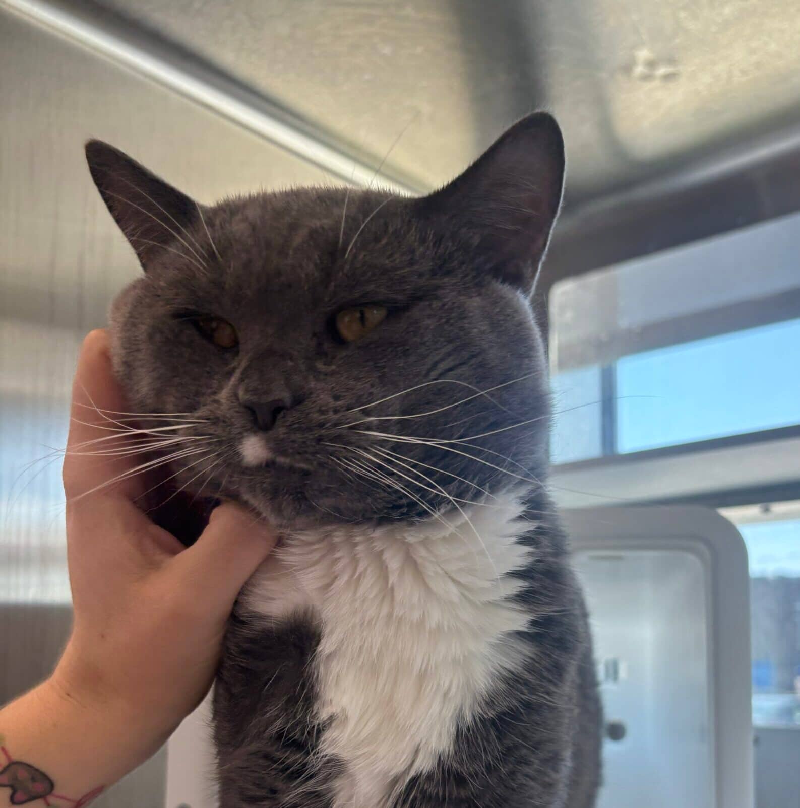 Sir Alfonso - Domestic Short Hair cat available for adoption at Proanima in Montreal