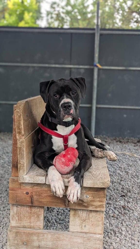 Victor - Mixed Breed available for adoption