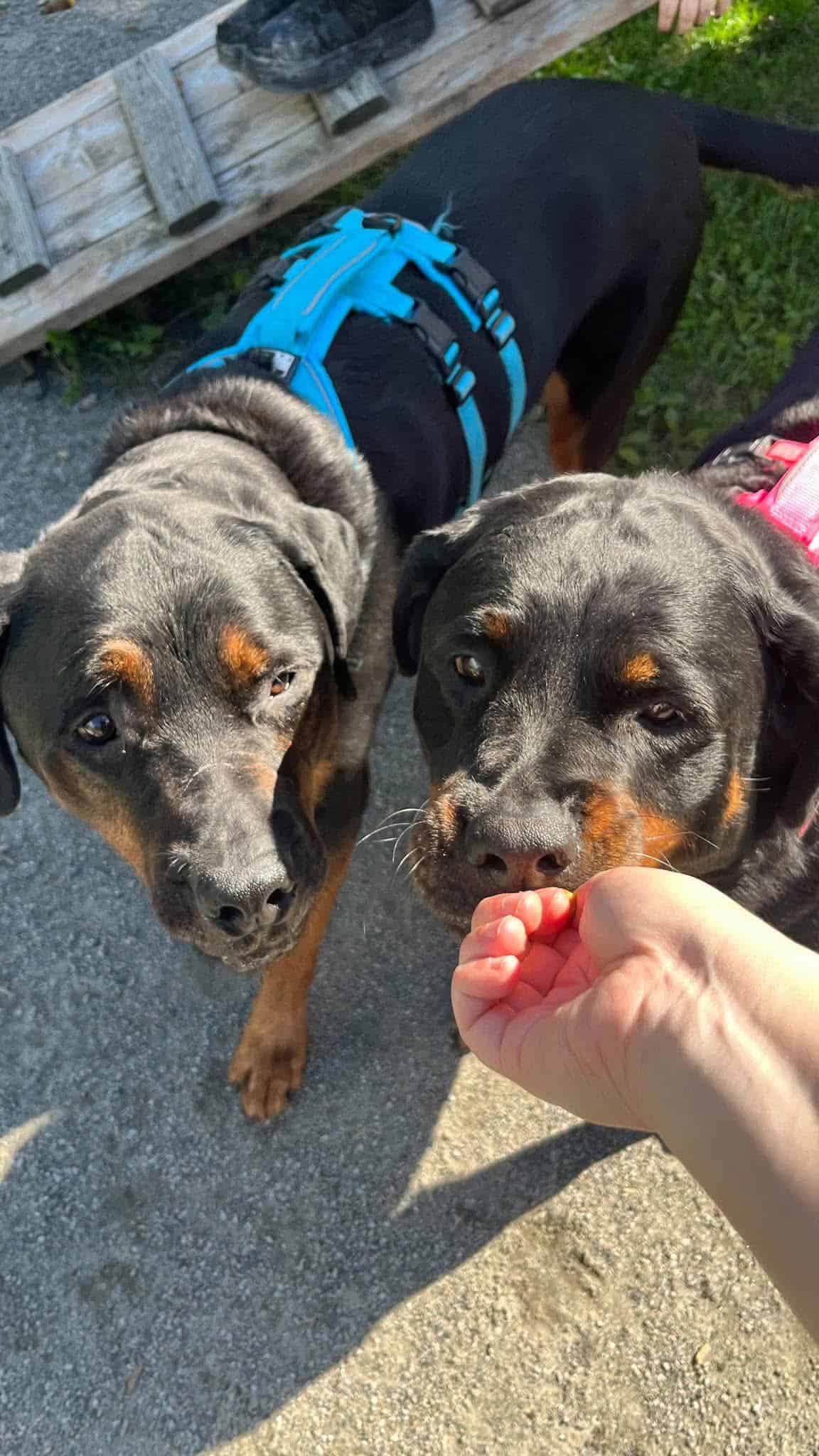 Tux et Phénix - Rottweiler available for adoption at Proanima in Boucherville