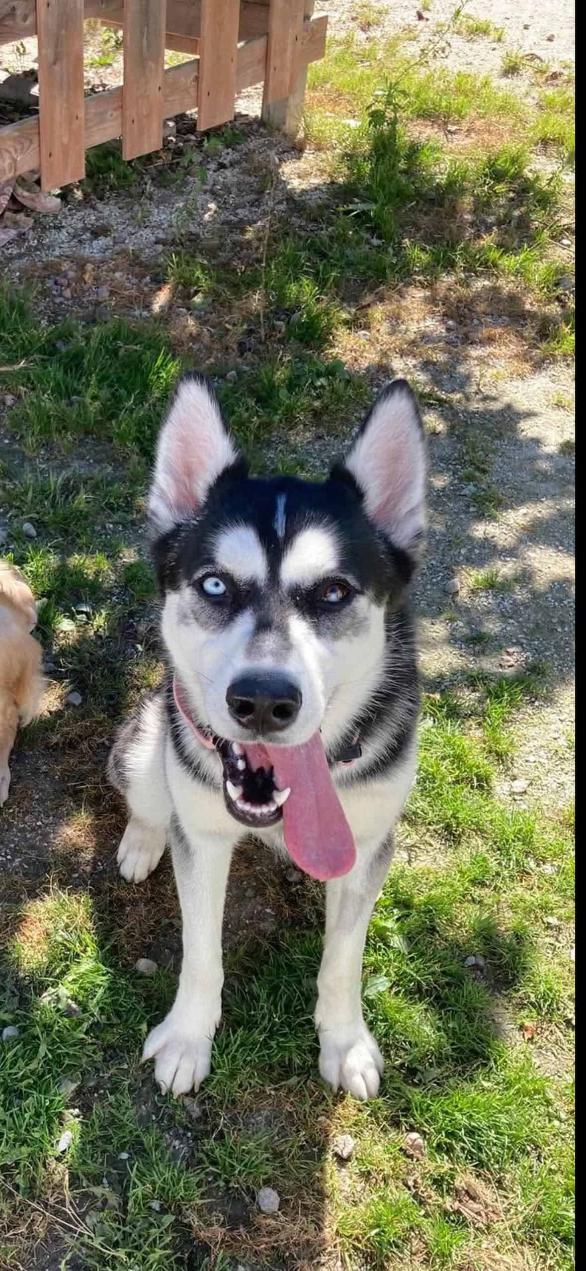 Freya - Husky available for adoption