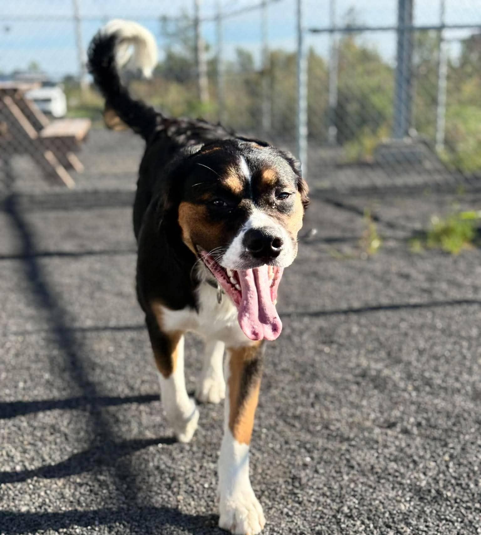 Pumpkin - Mixed Breed available for adoption at Proanima in Boucherville