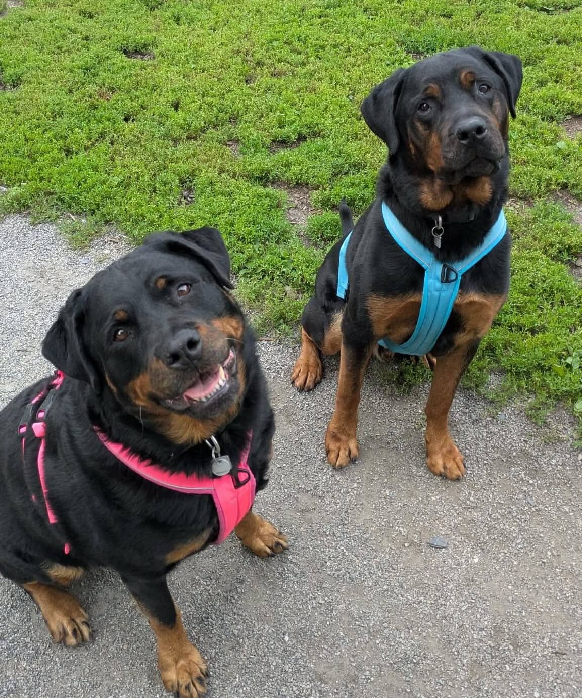 Tux et Phénix - Rottweiler available for adoption in Quebec