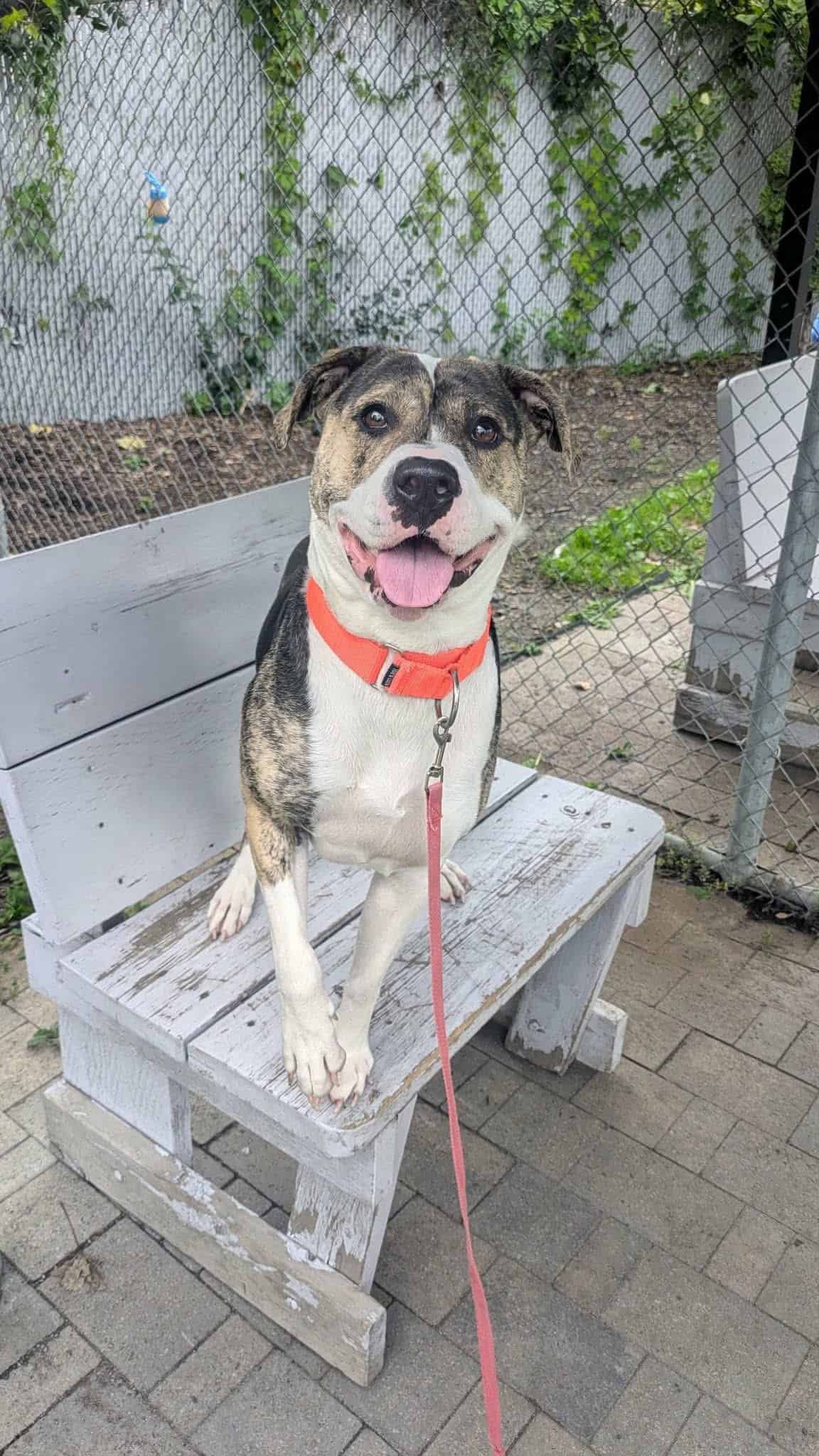 Sparkling Diamond - Mixed Breed available for adoption at Proanima in Boucherville