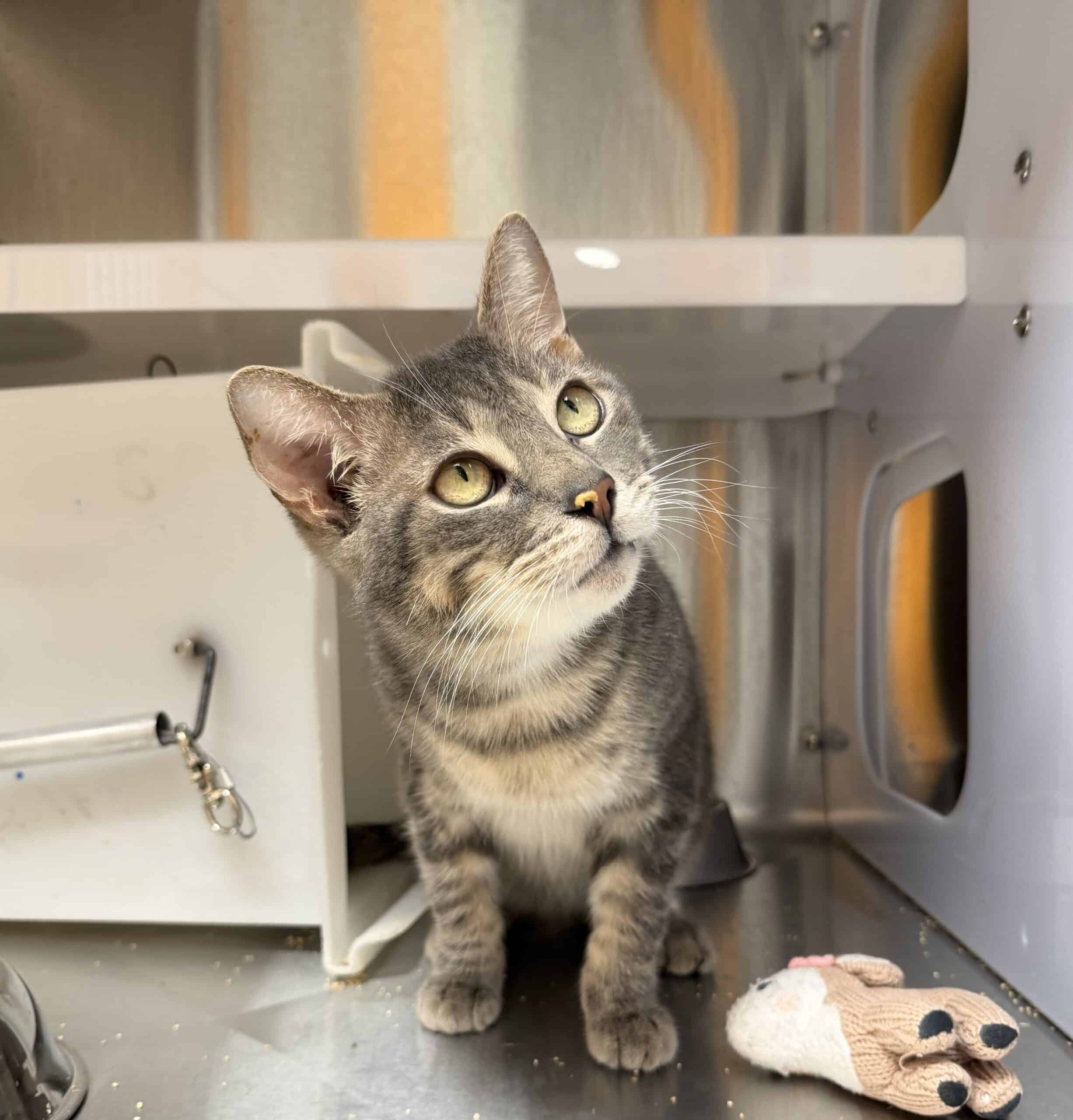 Mr. Puff - Domestic Short Hair cat available for adoption in Quebec