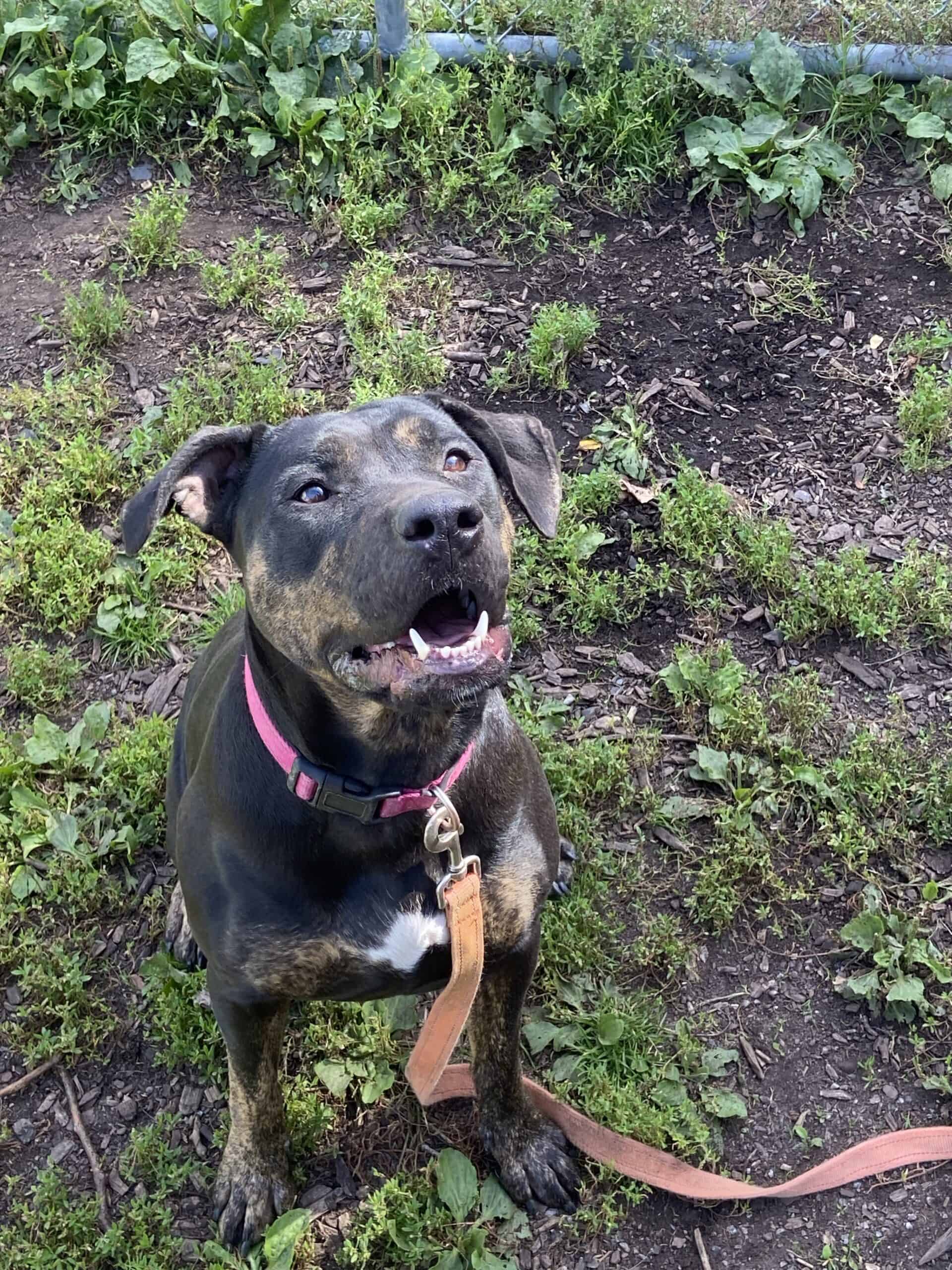 Molly - Rottweiler available for adoption