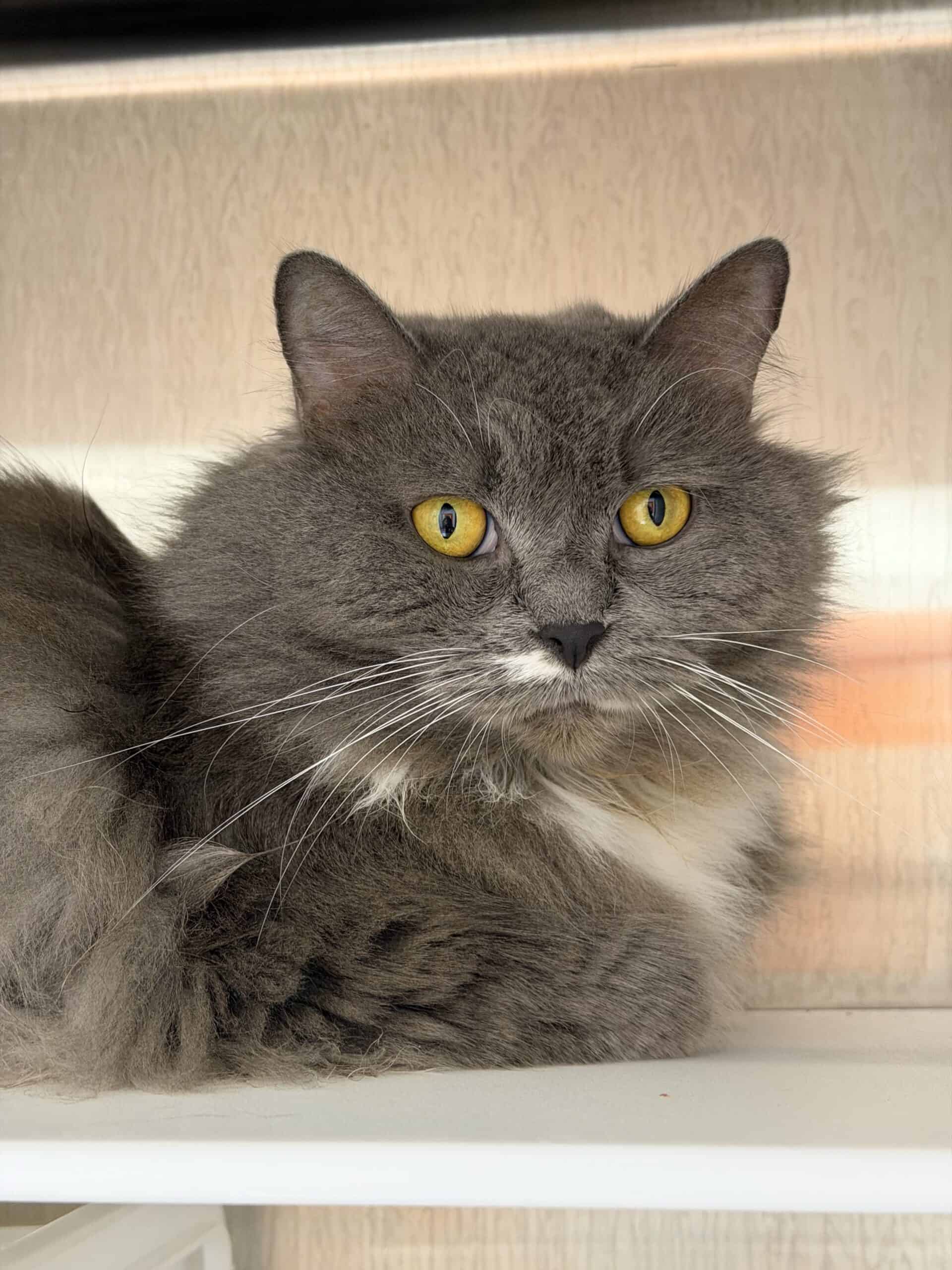 Patate - Domestic Short Hair cat available for adoption at Proanima in Montreal