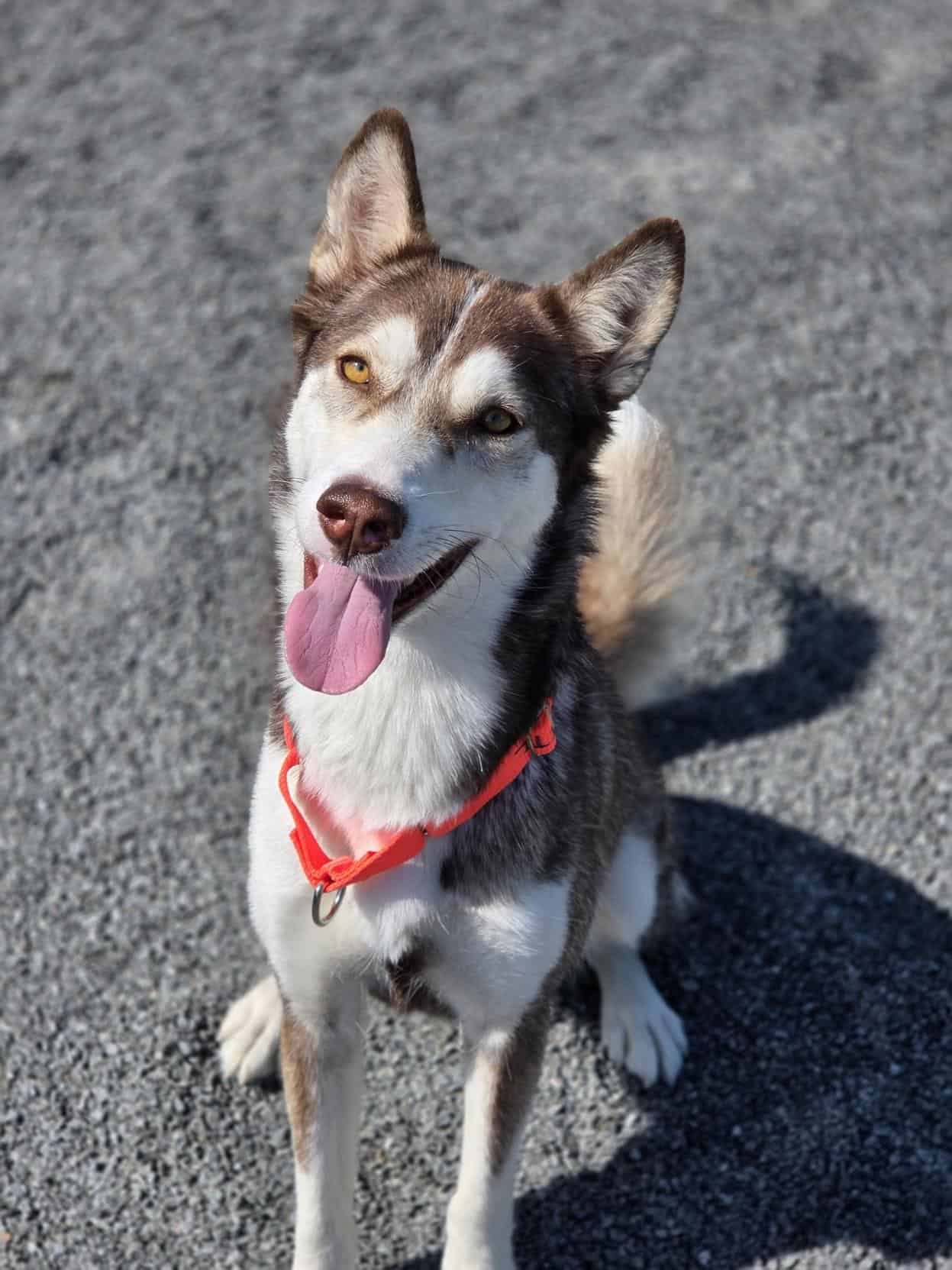 Léa - Husky available for adoption at Proanima in Montreal