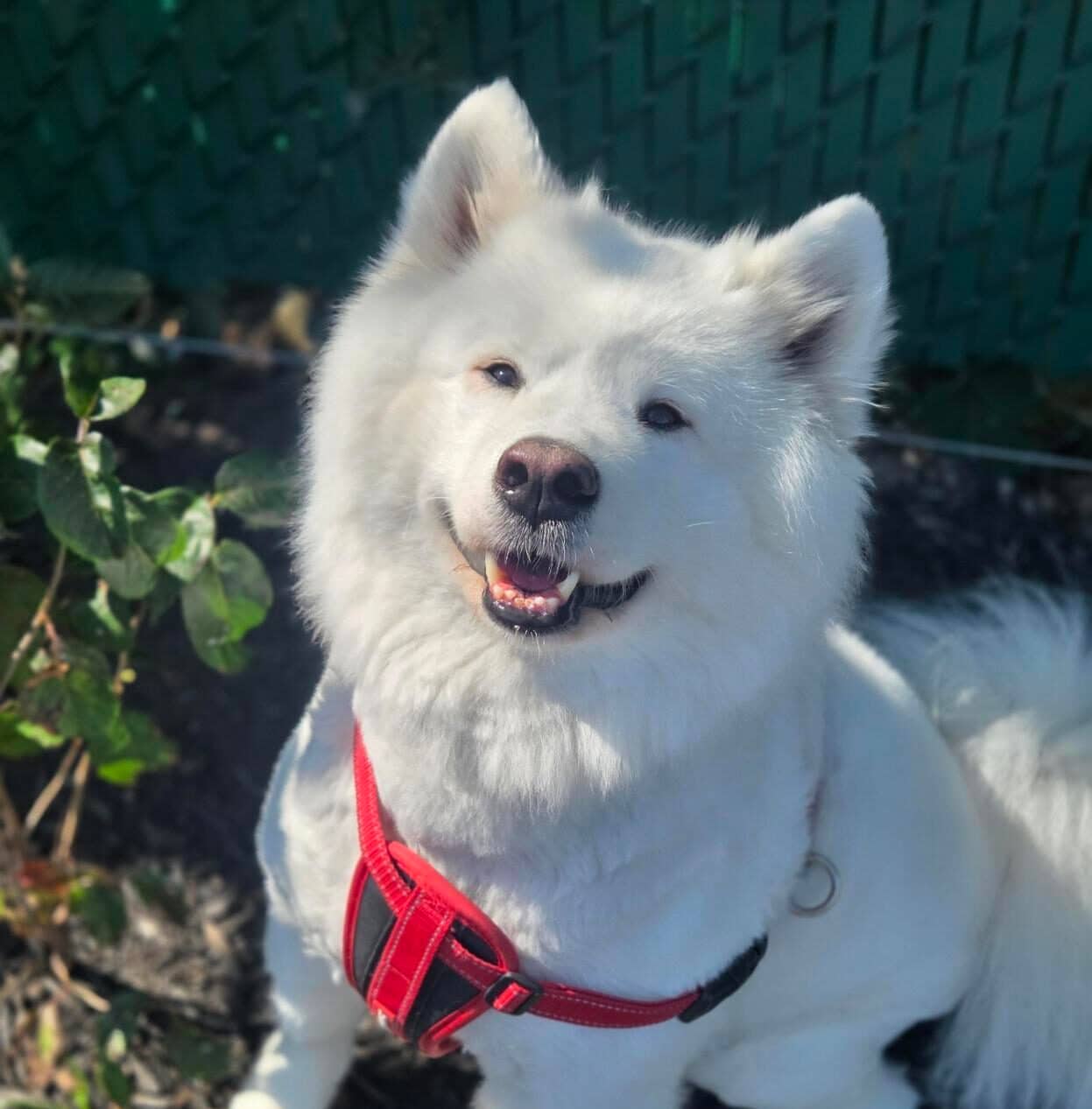 Bella - Mixed Breed available for adoption at Proanima in Montreal