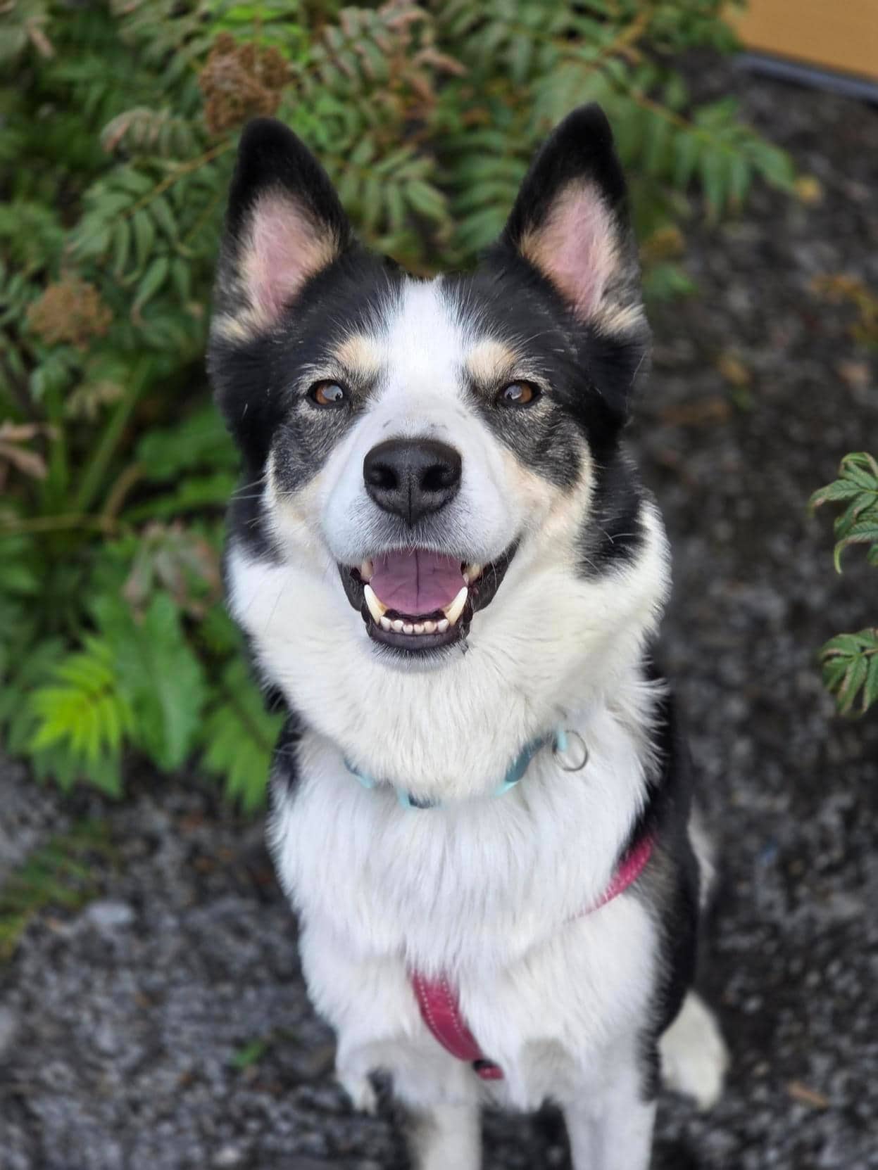 Naya - Mixed Breed available for adoption at Proanima in Montreal