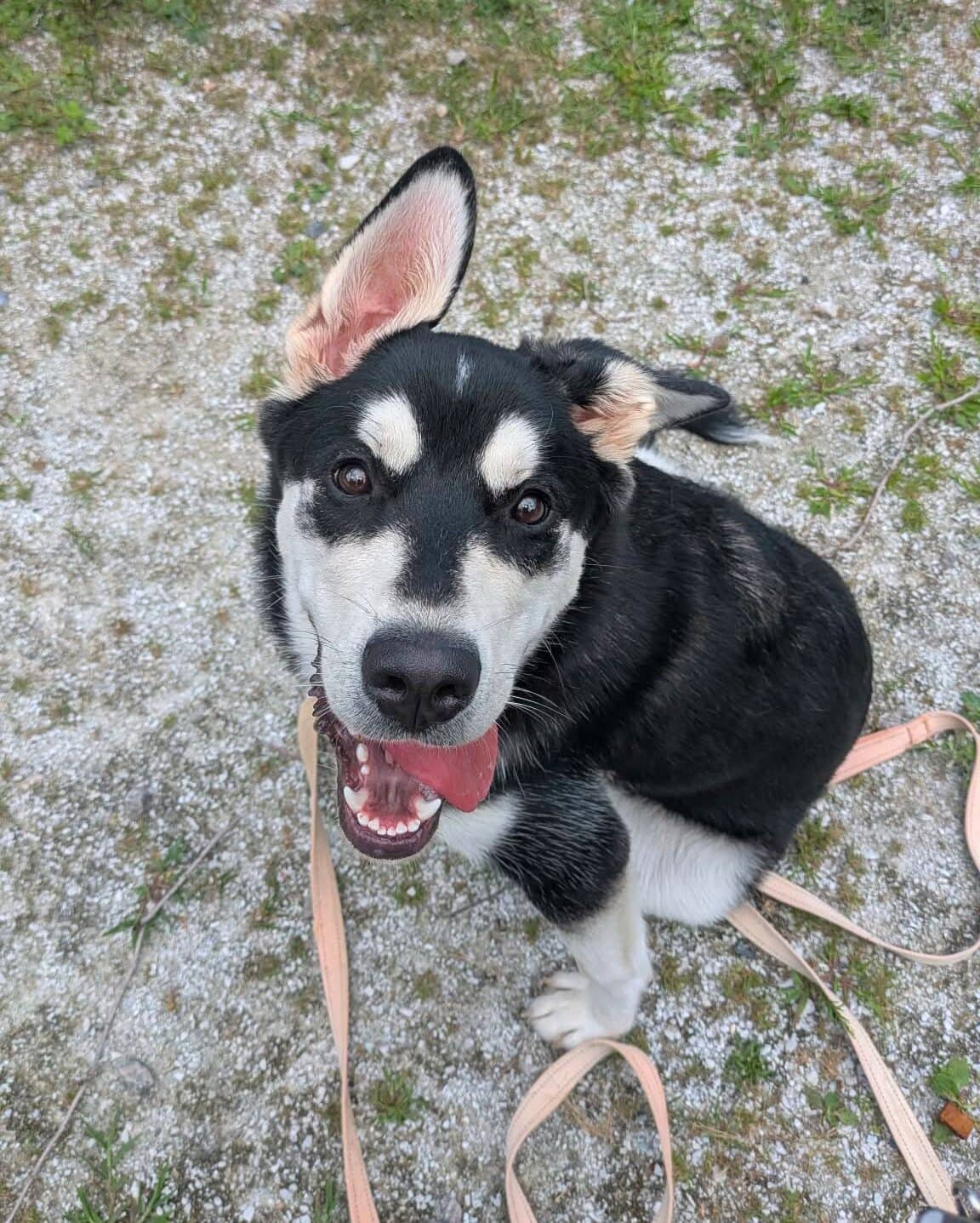 Sky - Husky available for adoption at Proanima in Boucherville