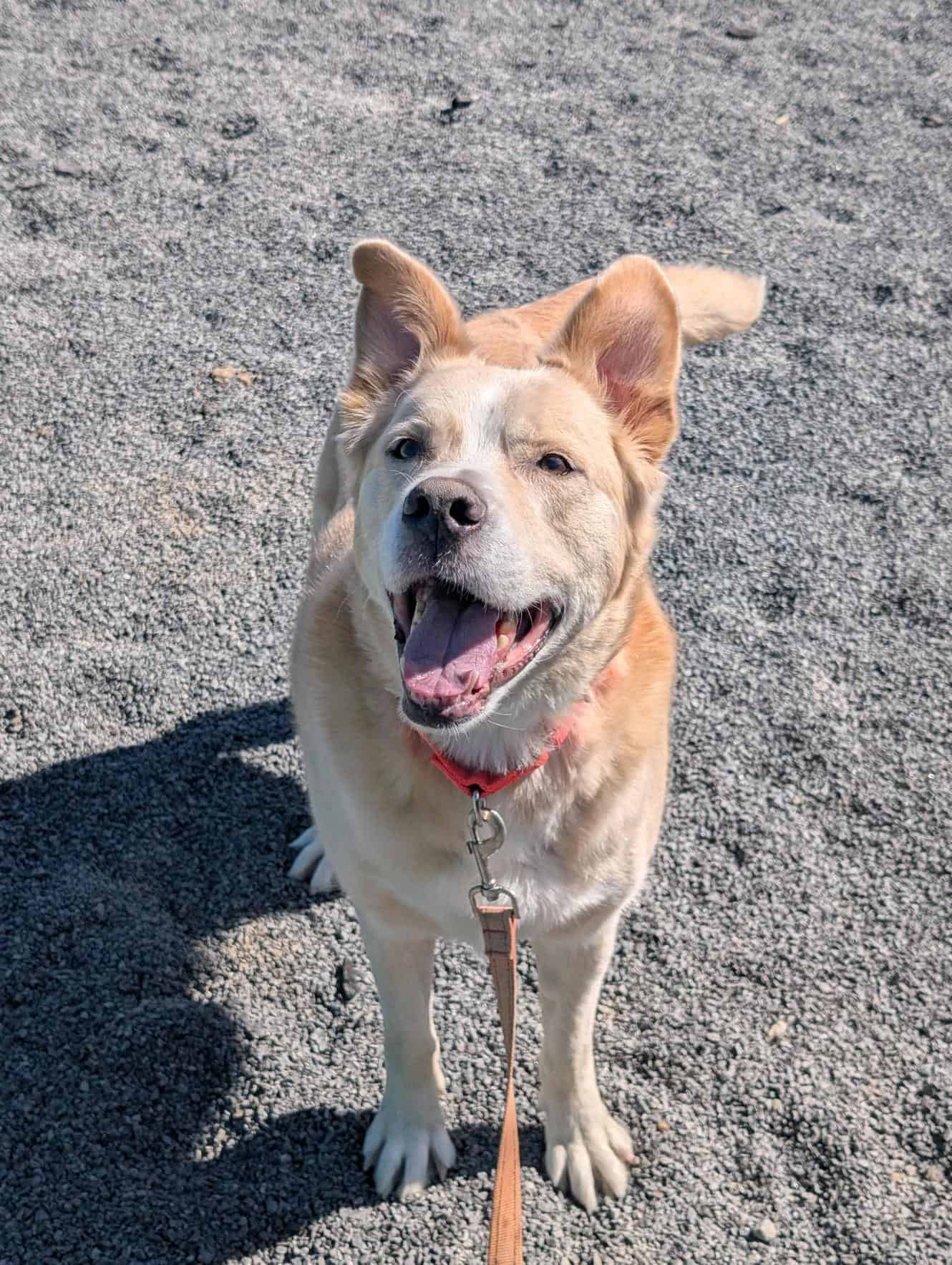 Joli-Coeur - Labrador available for adoption at Proanima in Montreal