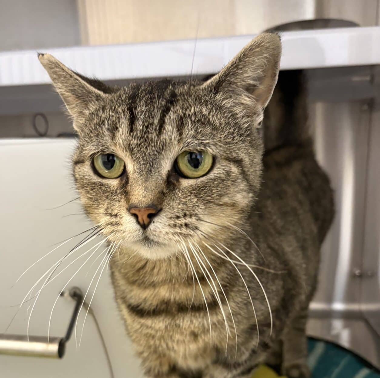 Croque Madame - Domestic Short Hair available for adoption