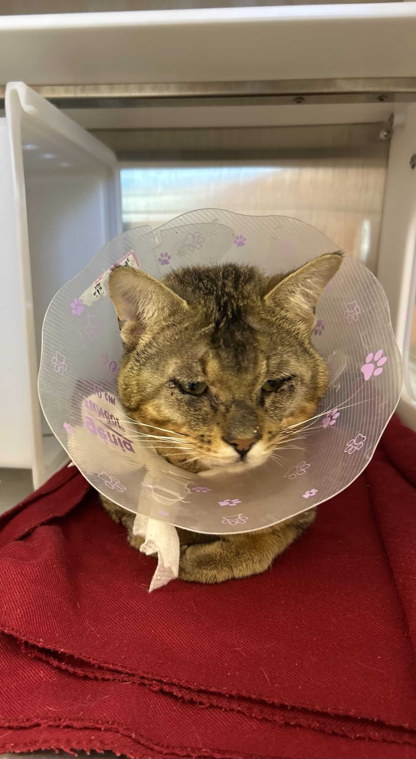 Patte-Rick - Domestic Short Hair cat available for adoption at Proanima in Montreal