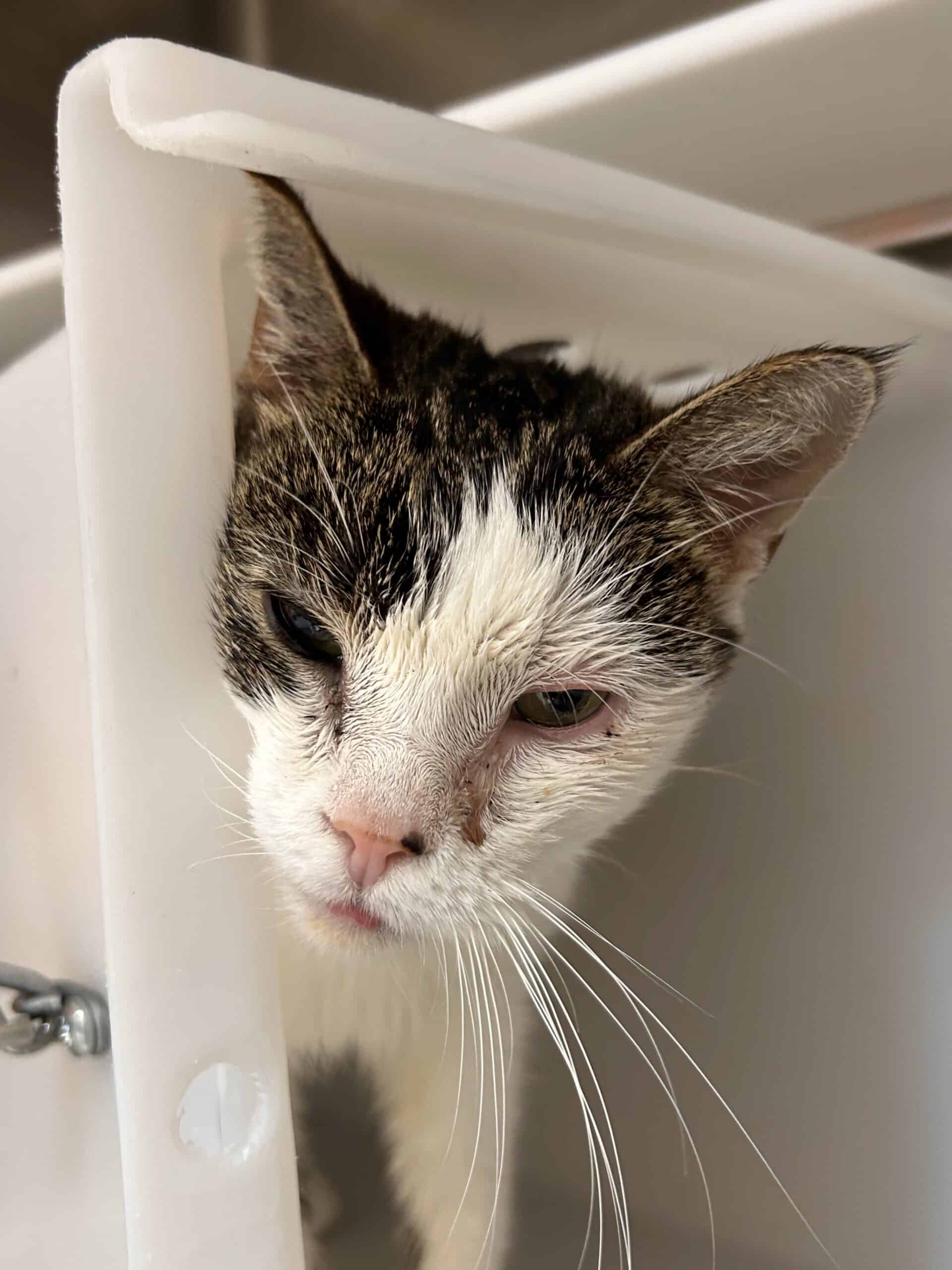 Patty - Domestic Short Hair cat available for adoption at Proanima in Montreal