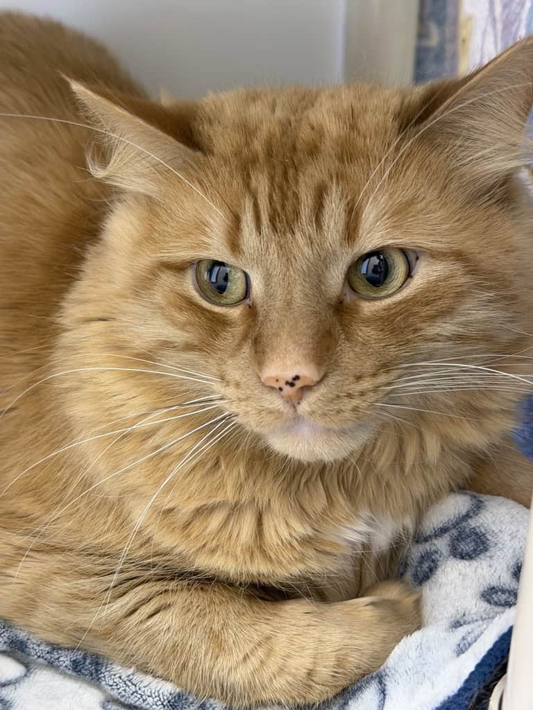 Mimi - Domestic Short Hair cat available for adoption at Proanima in Montreal