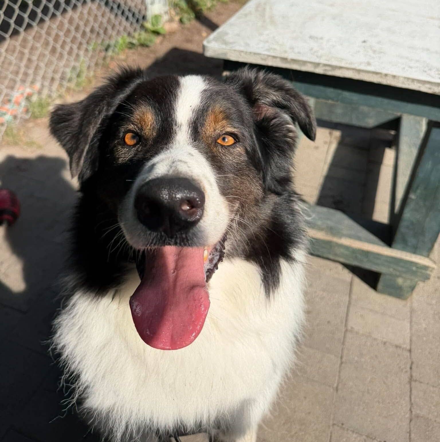 Buddy - Mixed Breed available for adoption at Proanima in Boucherville