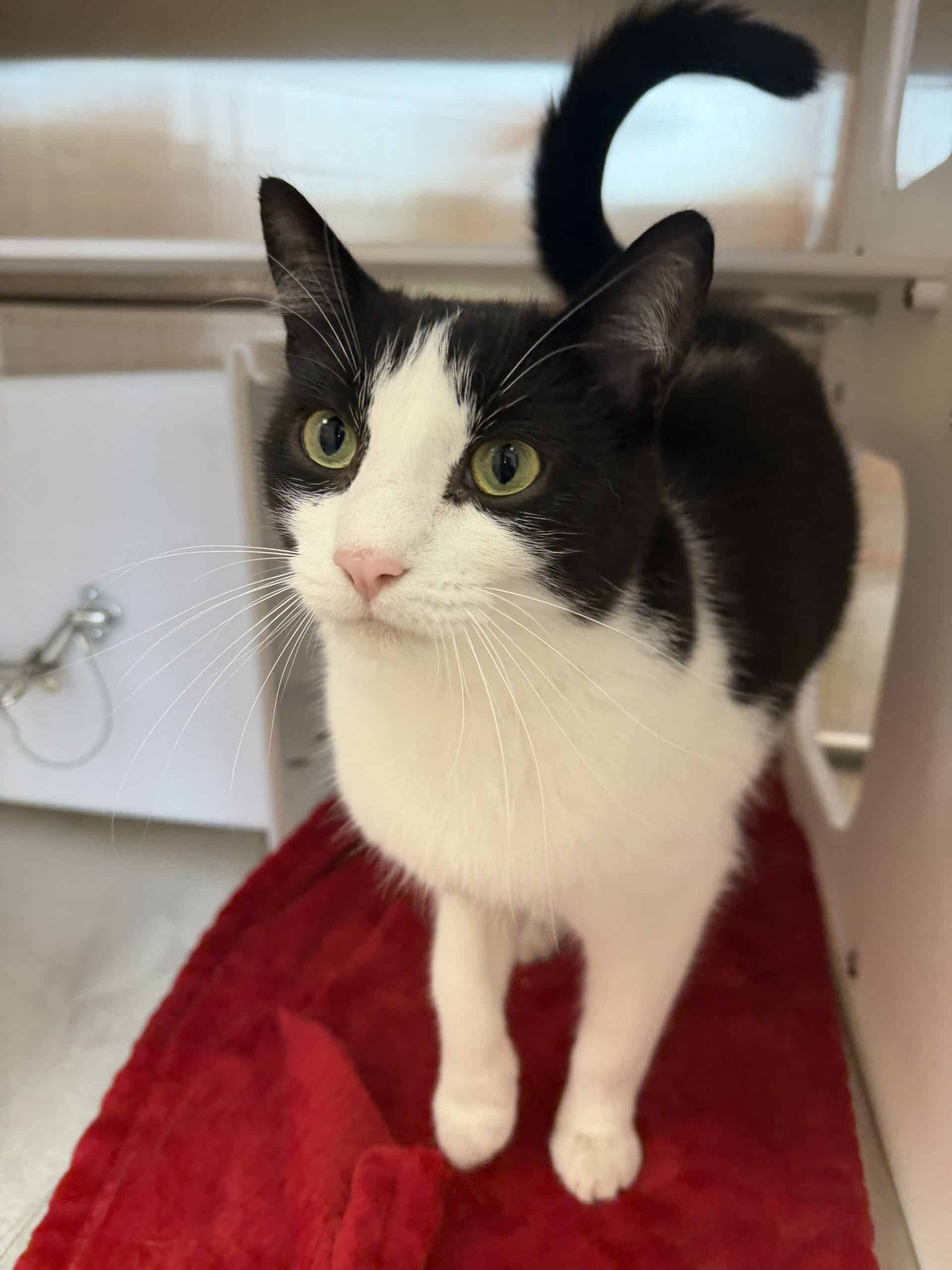 Héloime - Domestic Short Hair cat available for adoption at Proanima in Montreal