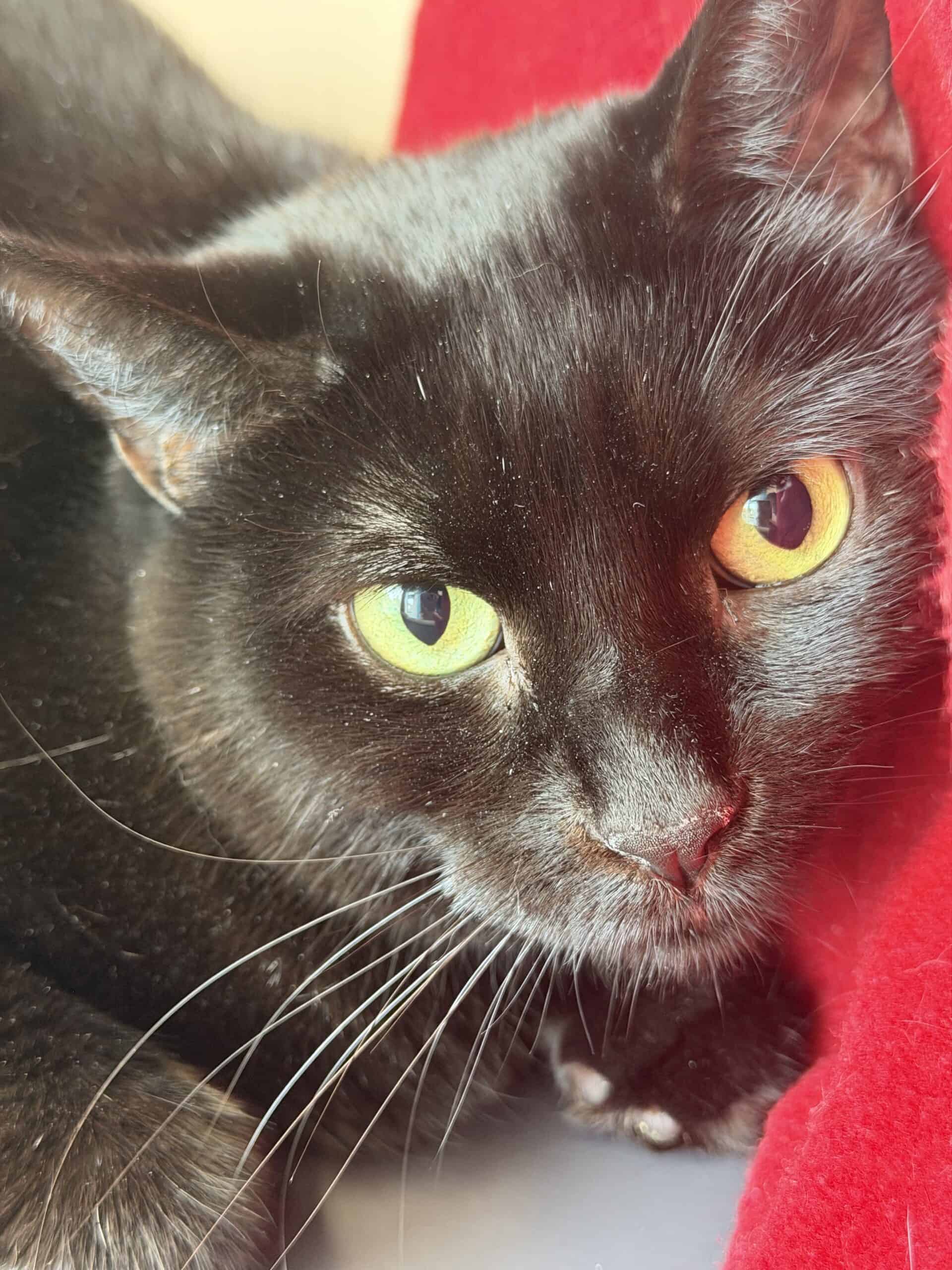 Skye - Domestic Short Hair cat available for adoption at Proanima in Montreal