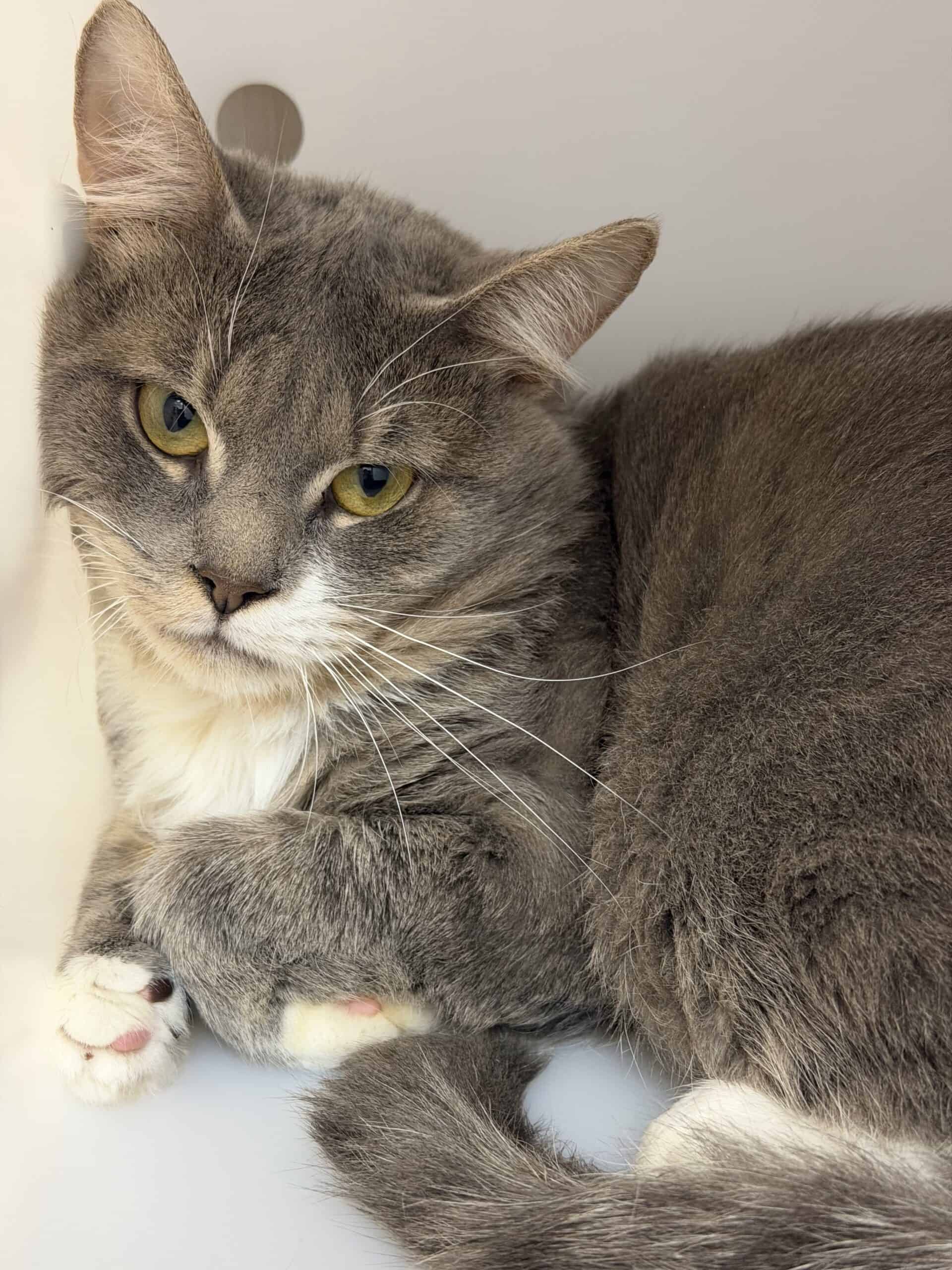 Julien - Domestic Short Hair cat available for adoption at Proanima in Montreal