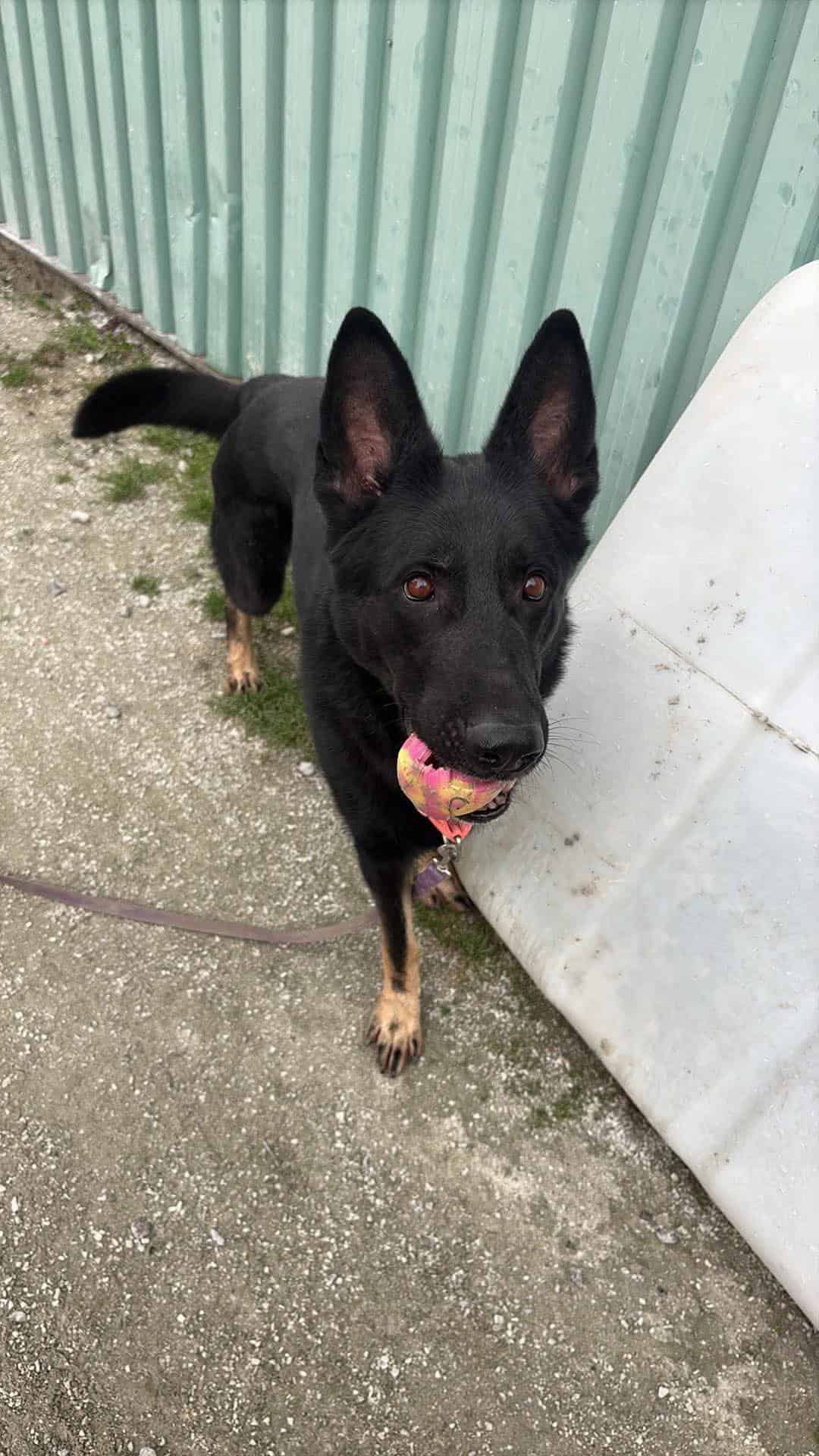 Rocky - Mixed Breed available for adoption