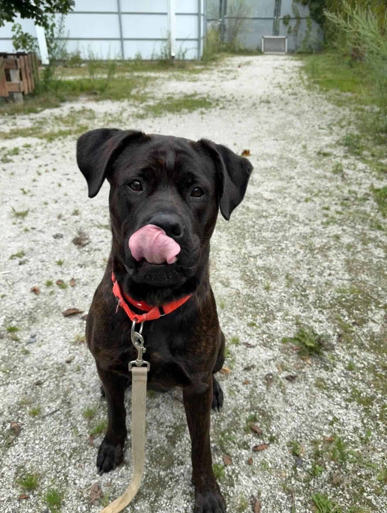 Bunny - Cane Corso available for adoption