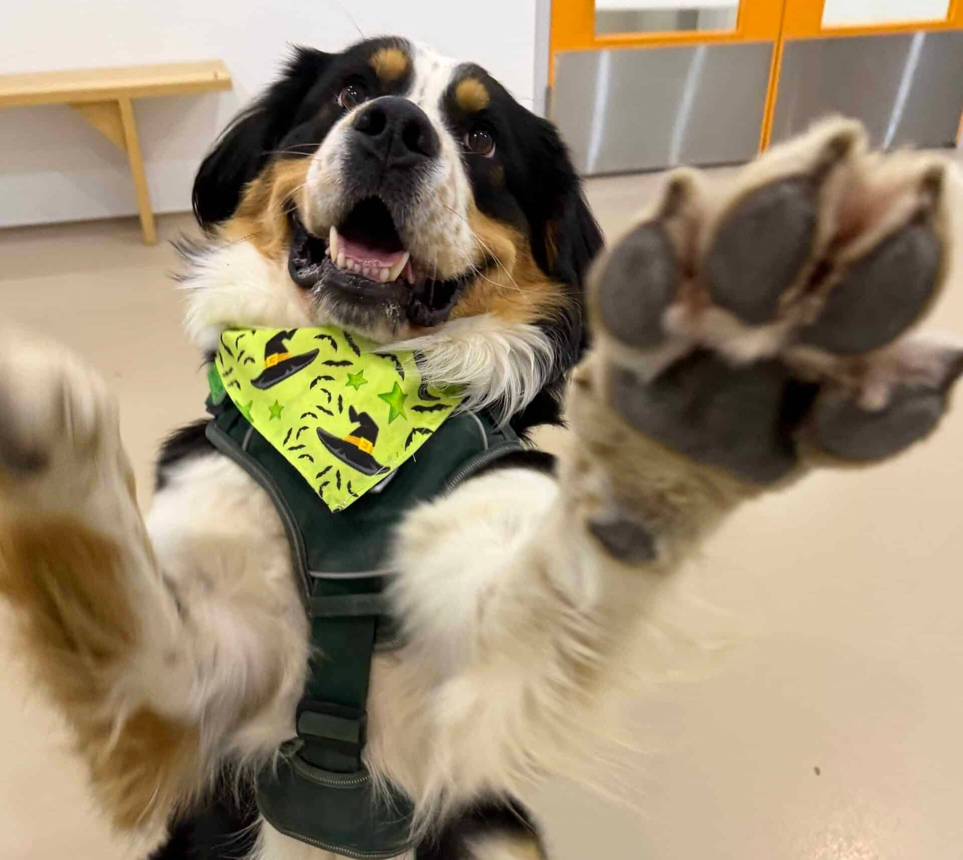 Yougi - Australian Shepherd Mix available for adoption