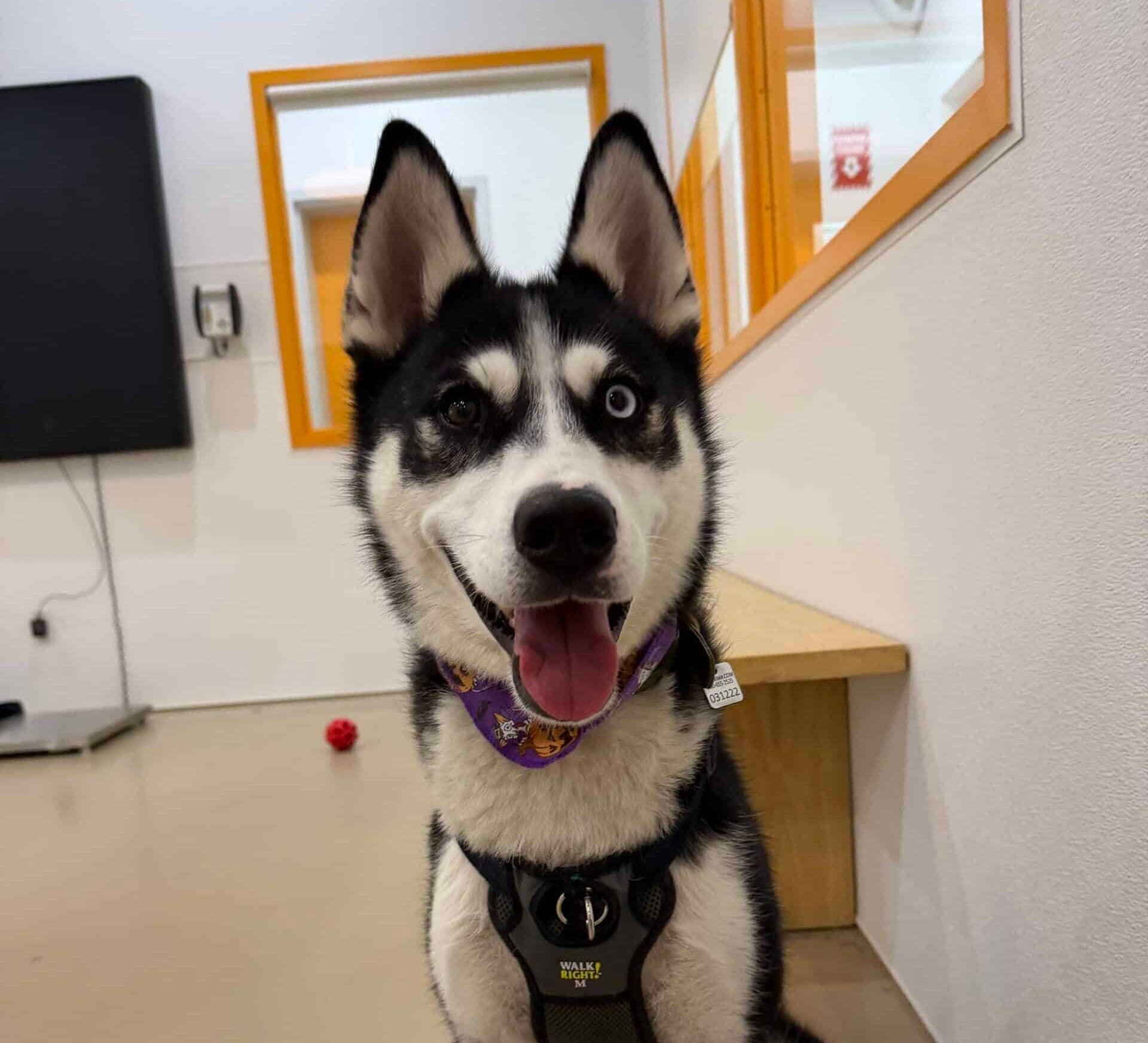 Kasatka - Husky available for adoption at Proanima in Boucherville