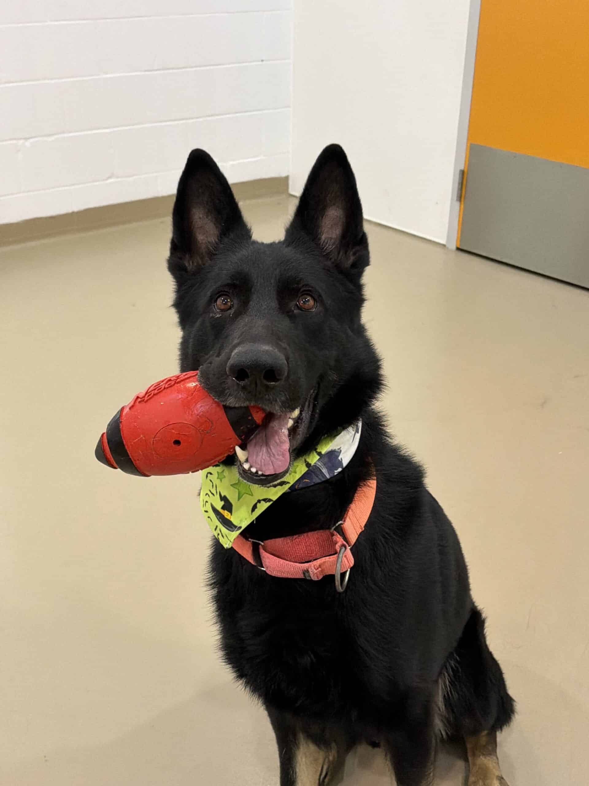 Rocky - Mixed Breed available for adoption